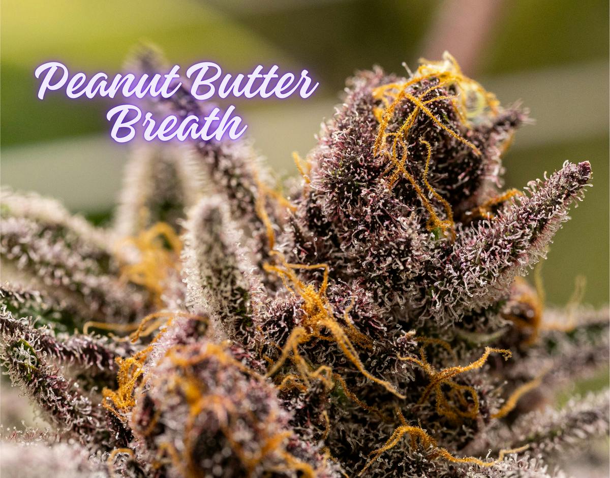 Peanut Butter Breath (Diamond Shelf) (Indica)
