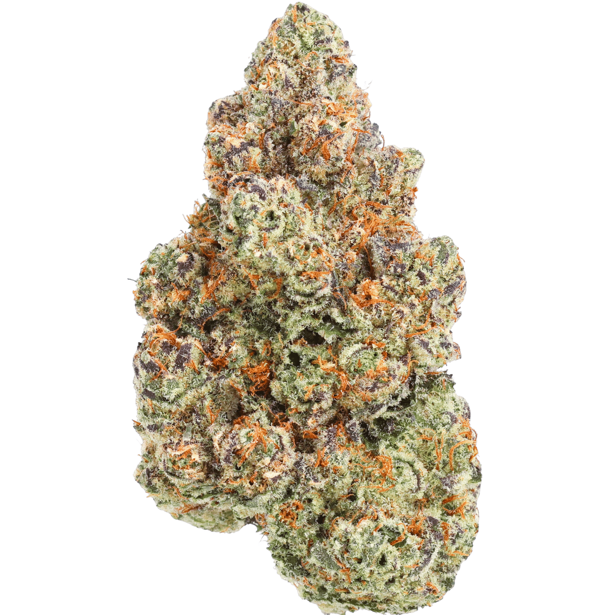 Wo - Master Kush