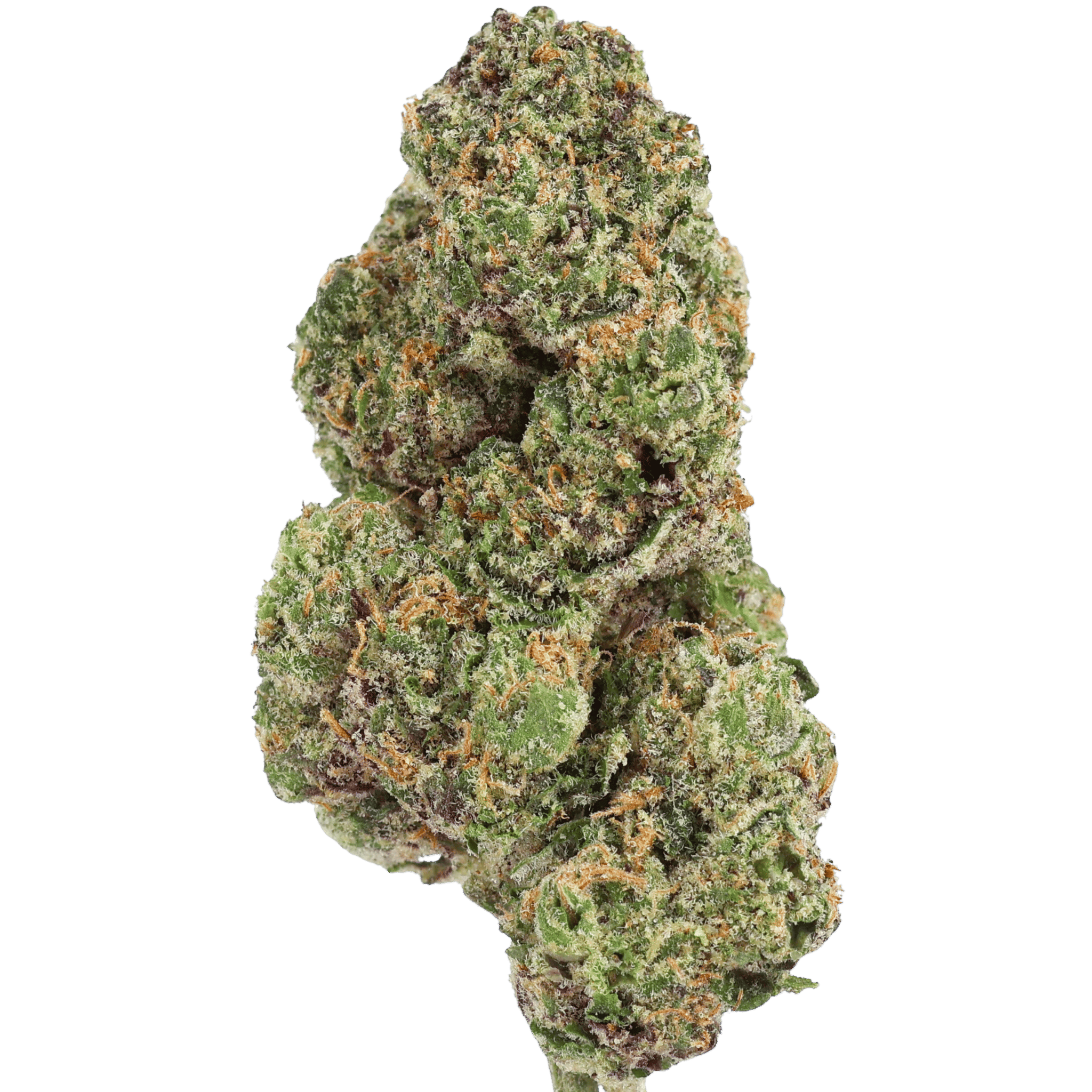 Gh - Bob Marley OG