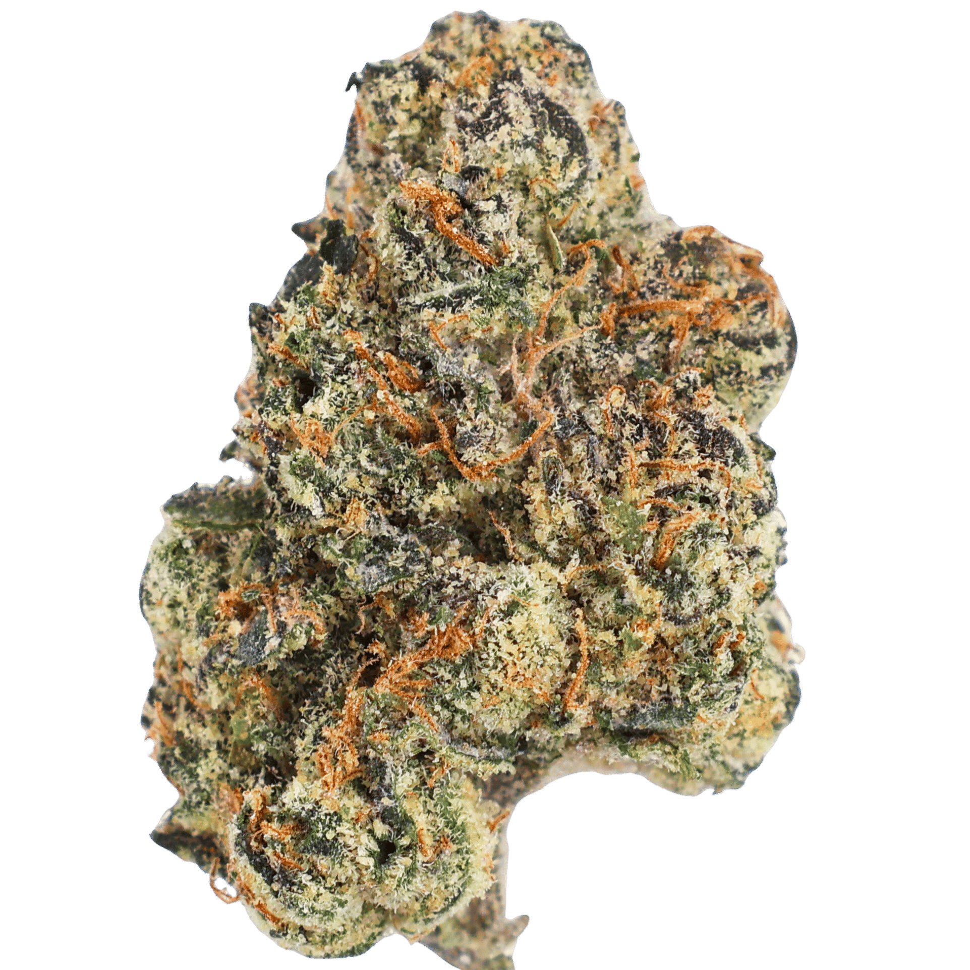 Ncwbi - Knockout Berry