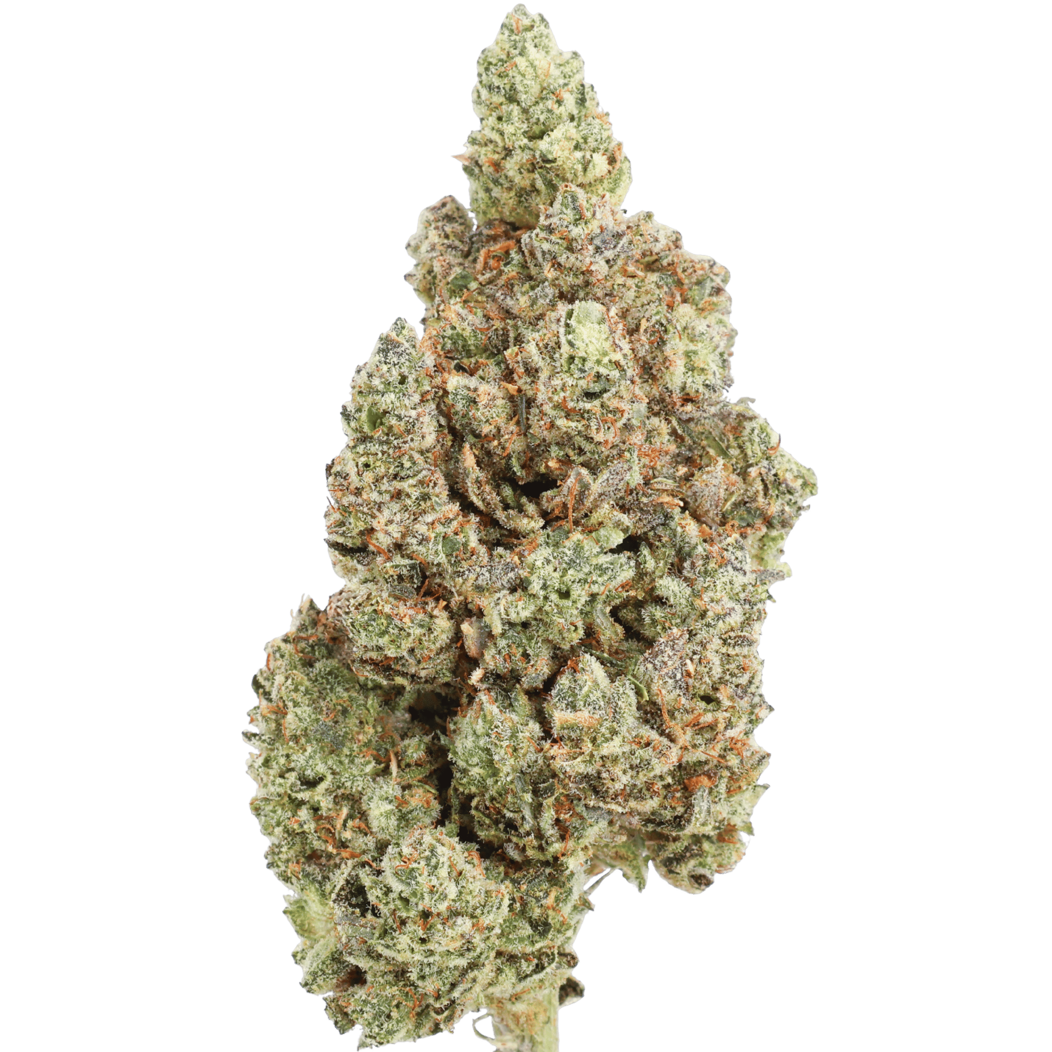 Law - Gorilla #4