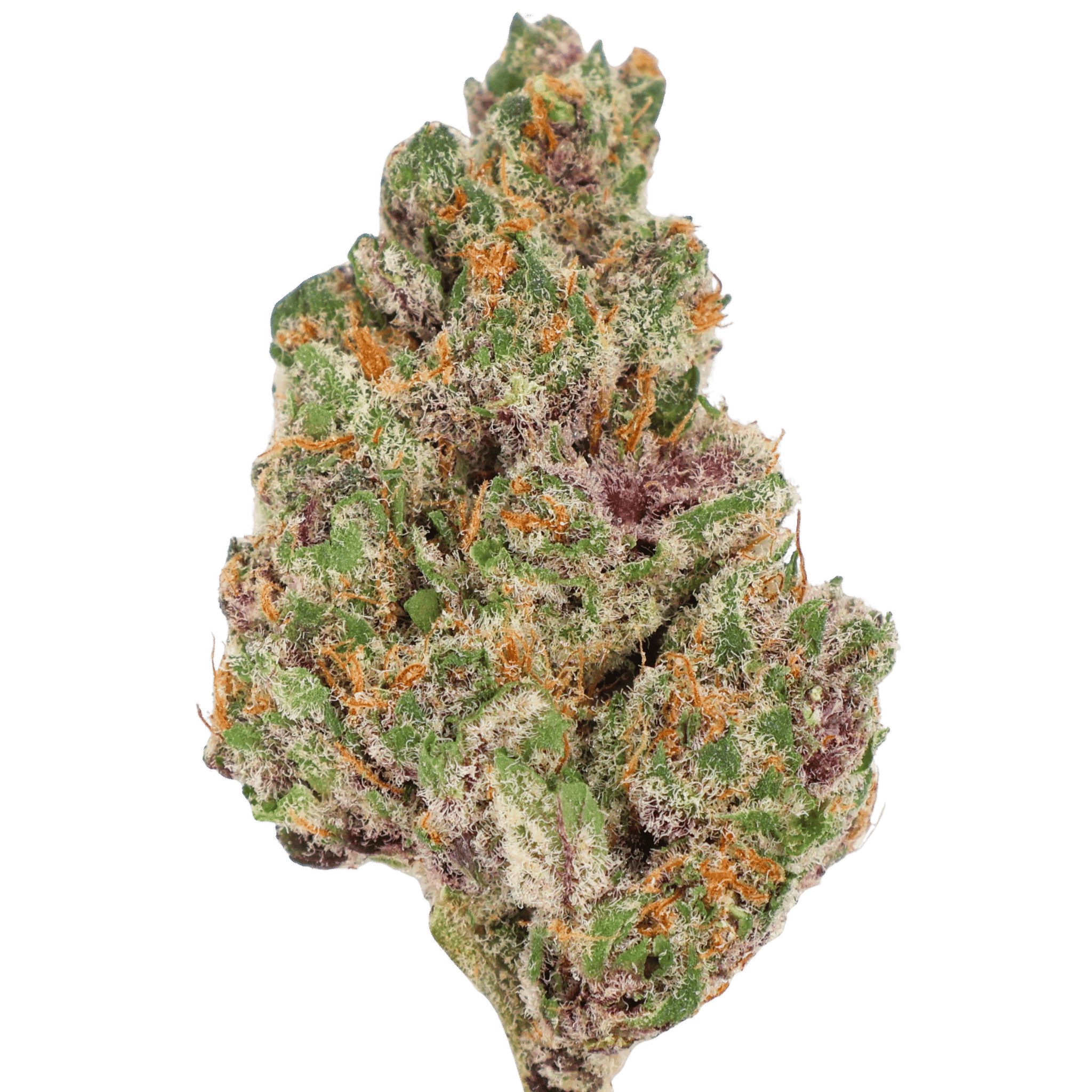 Sd - Super Boof