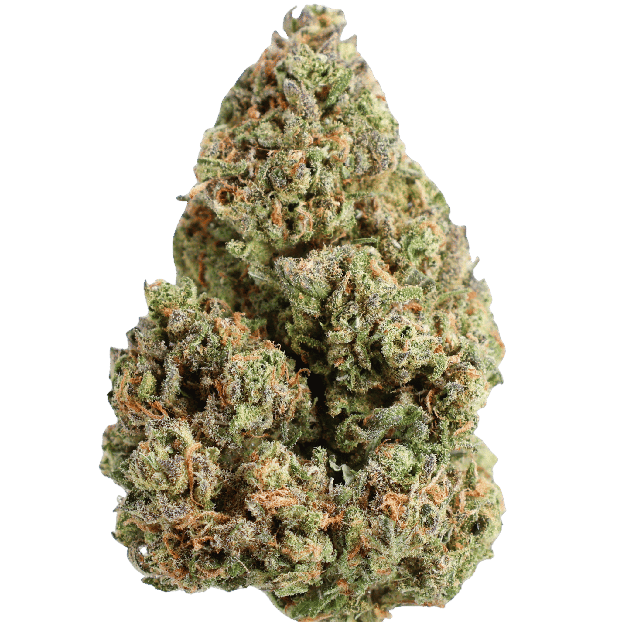 GSC - — Blue Halo