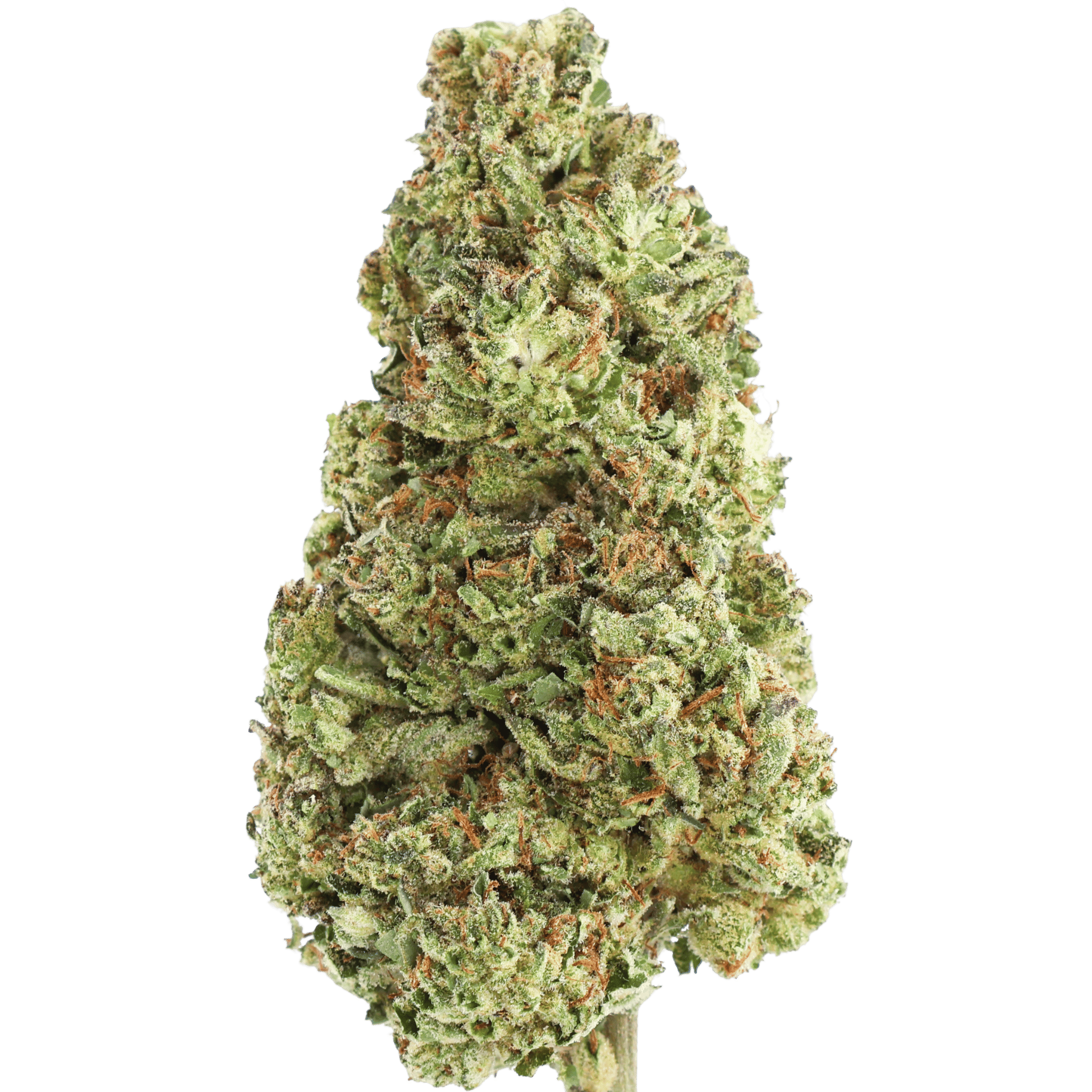 GSC - — Blackberry Caviar