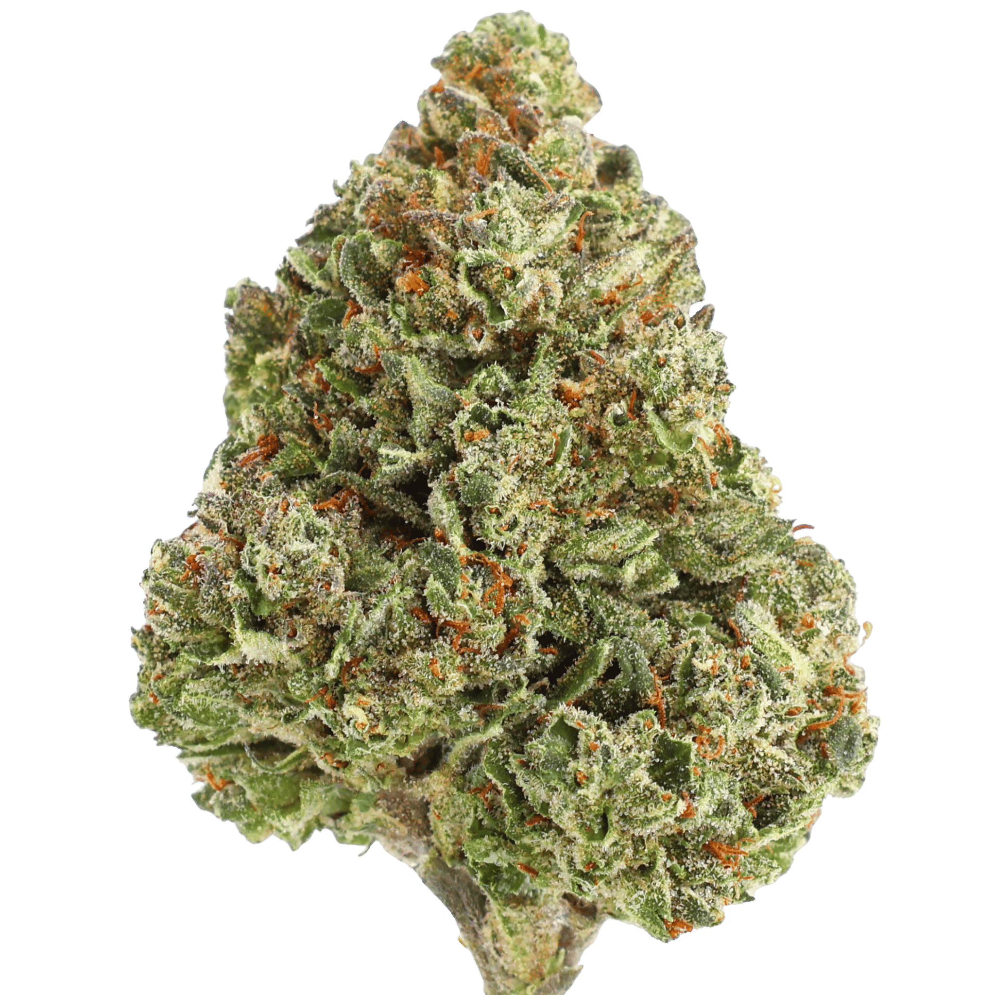 GSC - — Jokers Juice