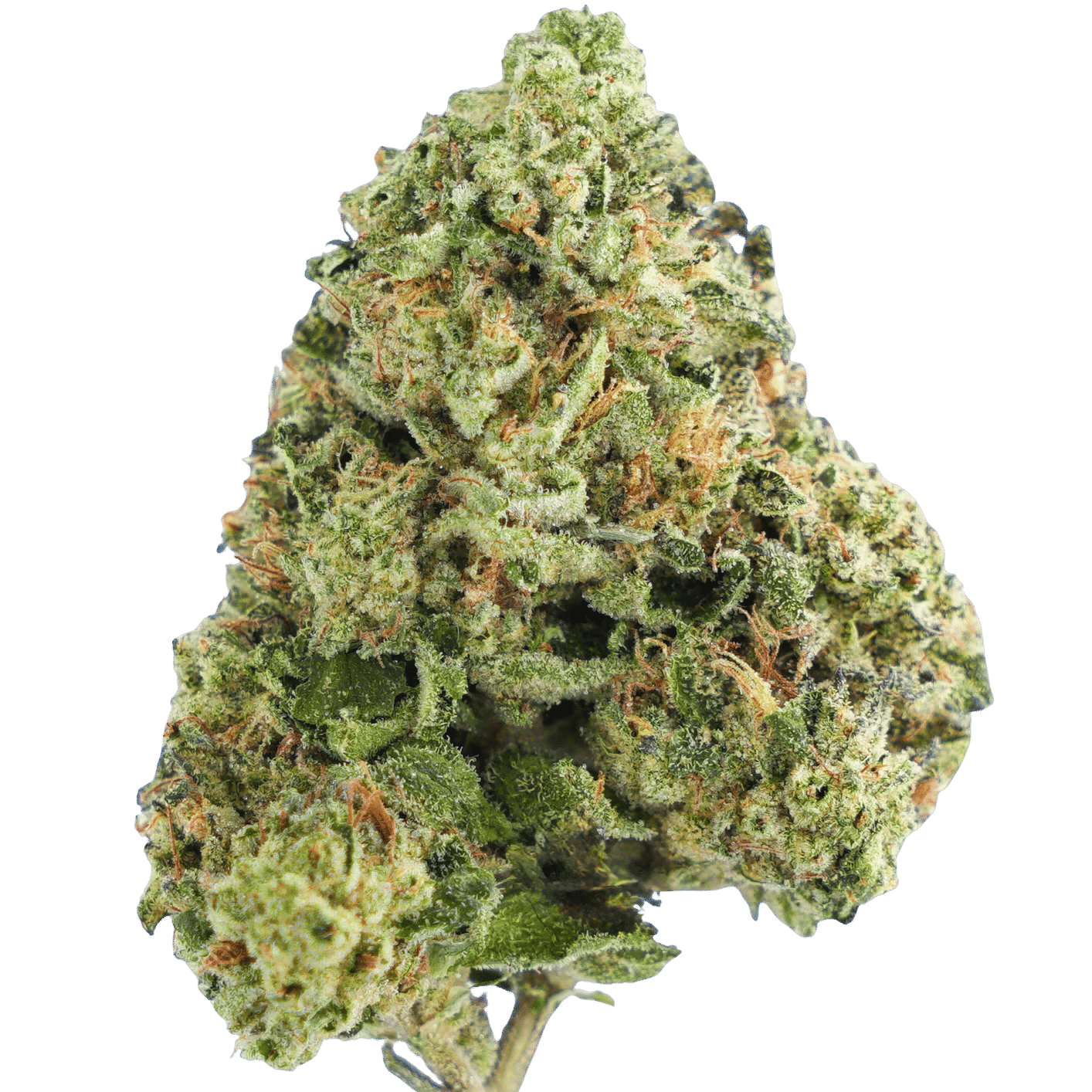 GSC -: Double Cup OG
