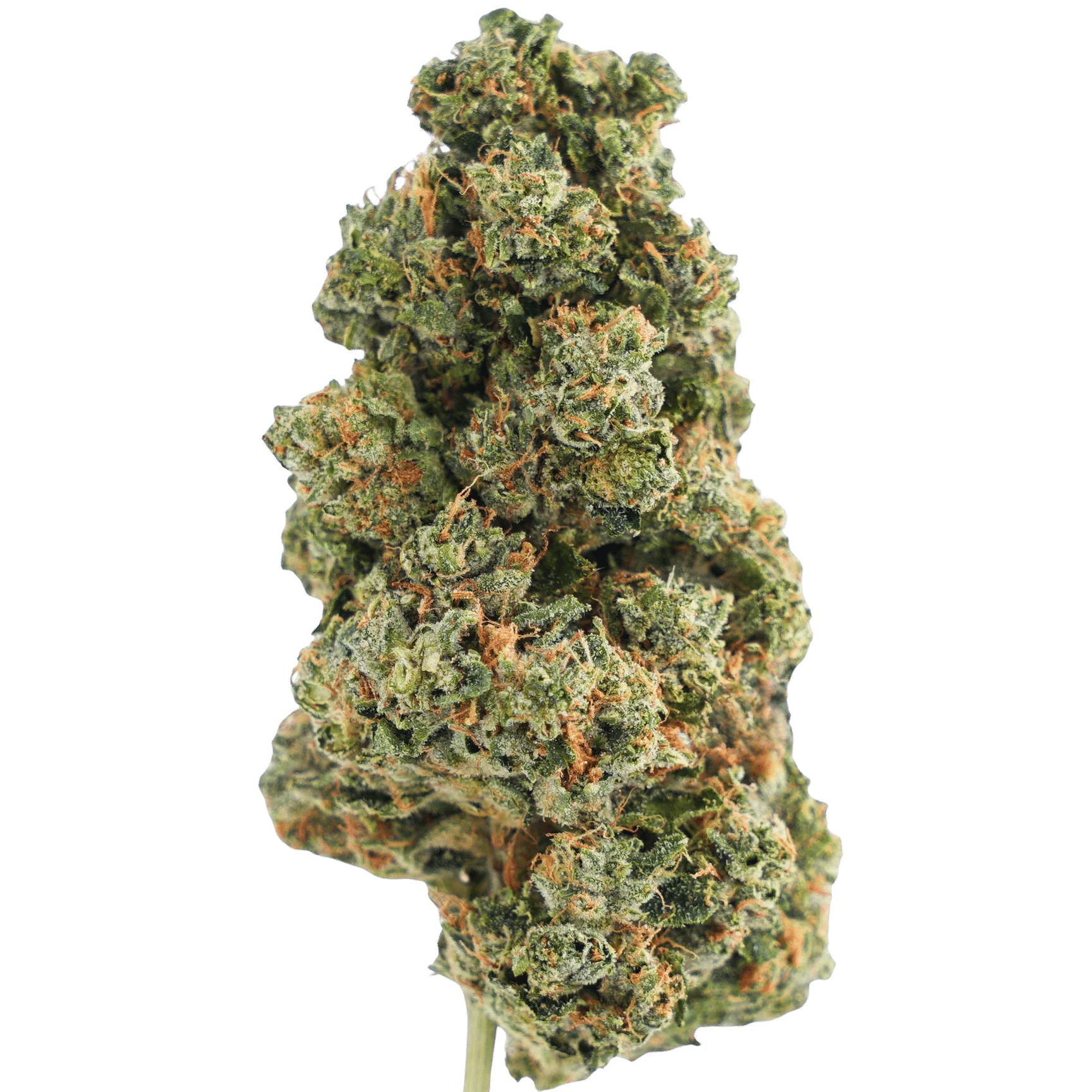 Ima - Paris OG