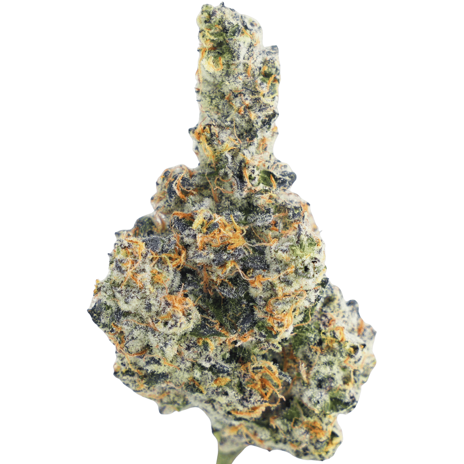 MVN: Blue Lotus OG