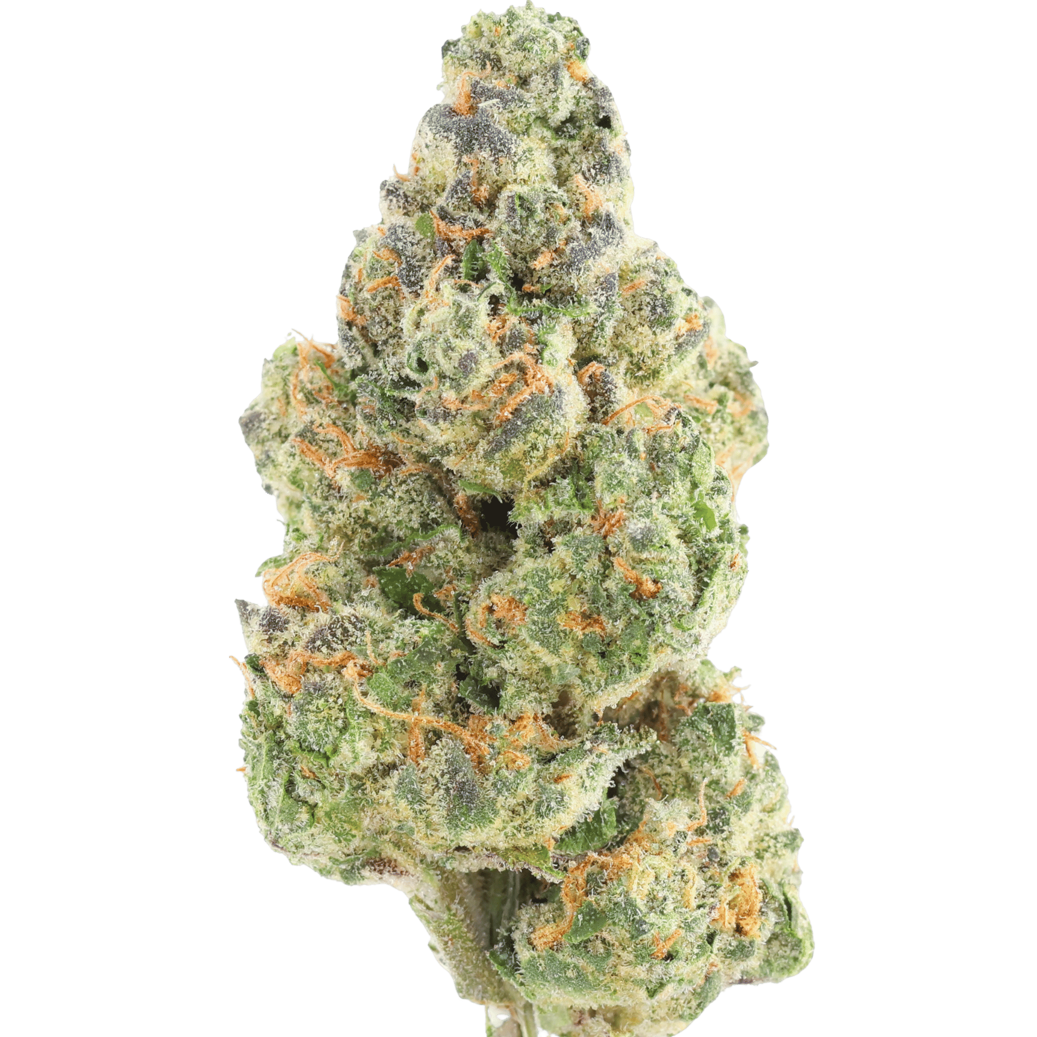 Ncwbi - Gelato Runtz