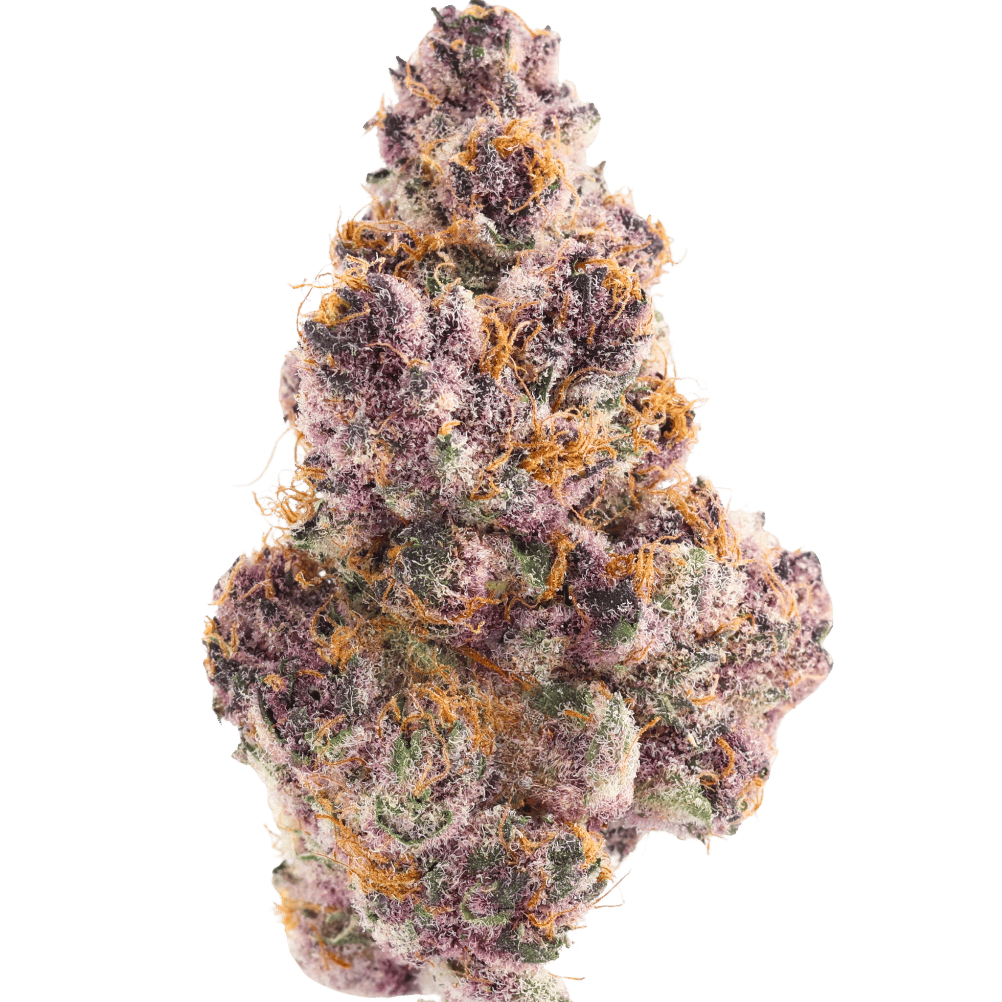 MVN: P - Lemon Cherry Tropicana