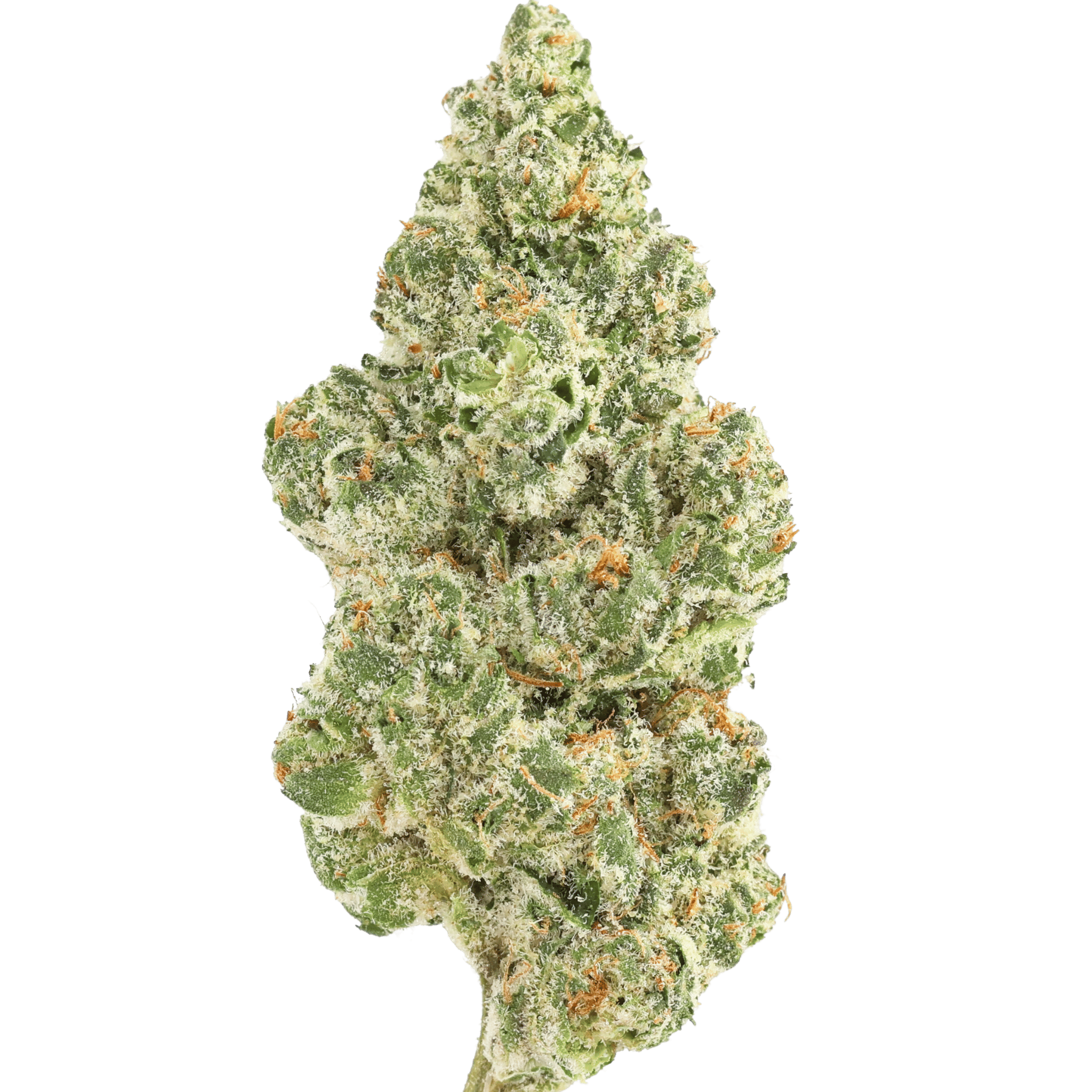 Hw - Blueberry Gelato