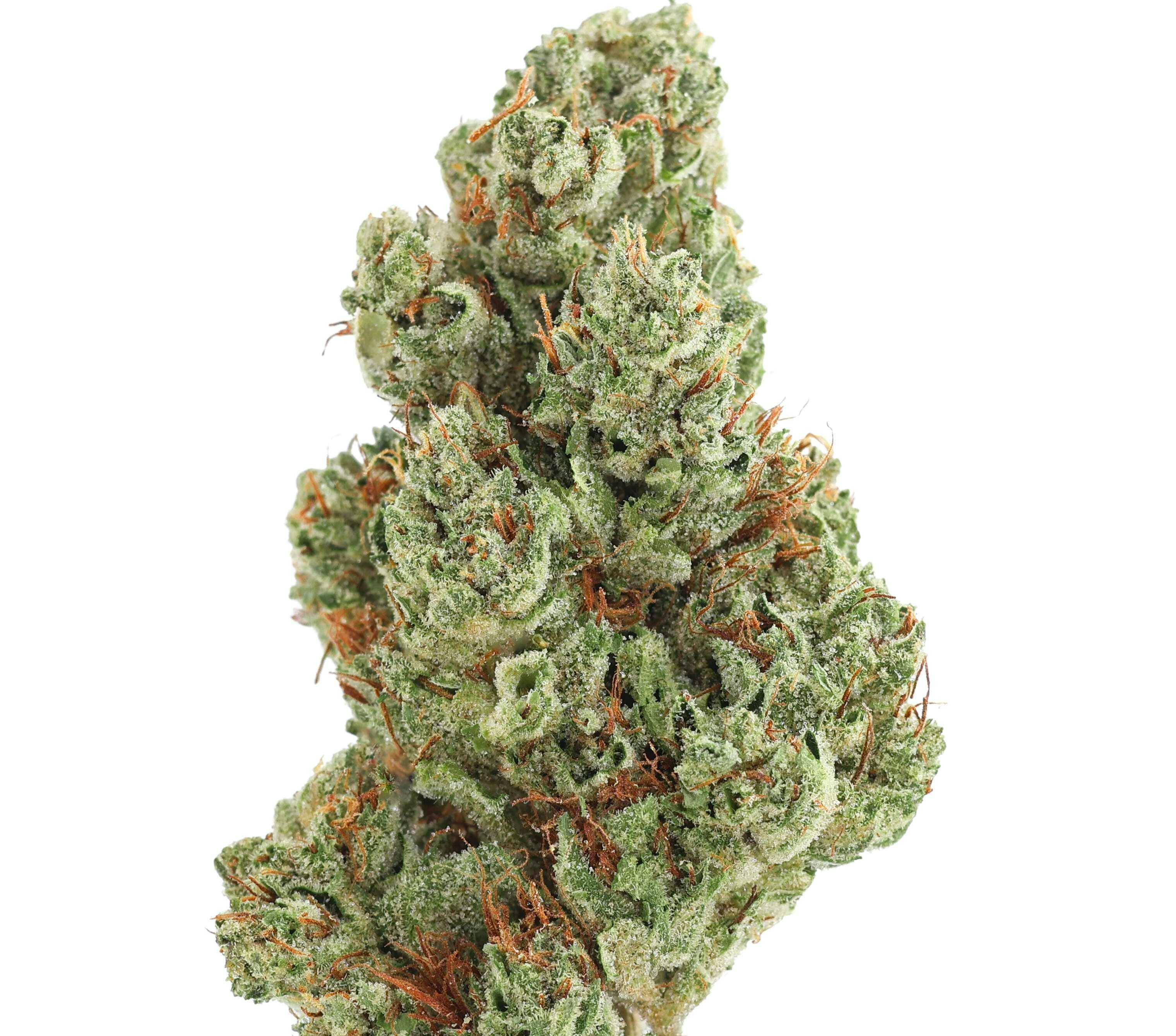 Mf - Motorbreath OG