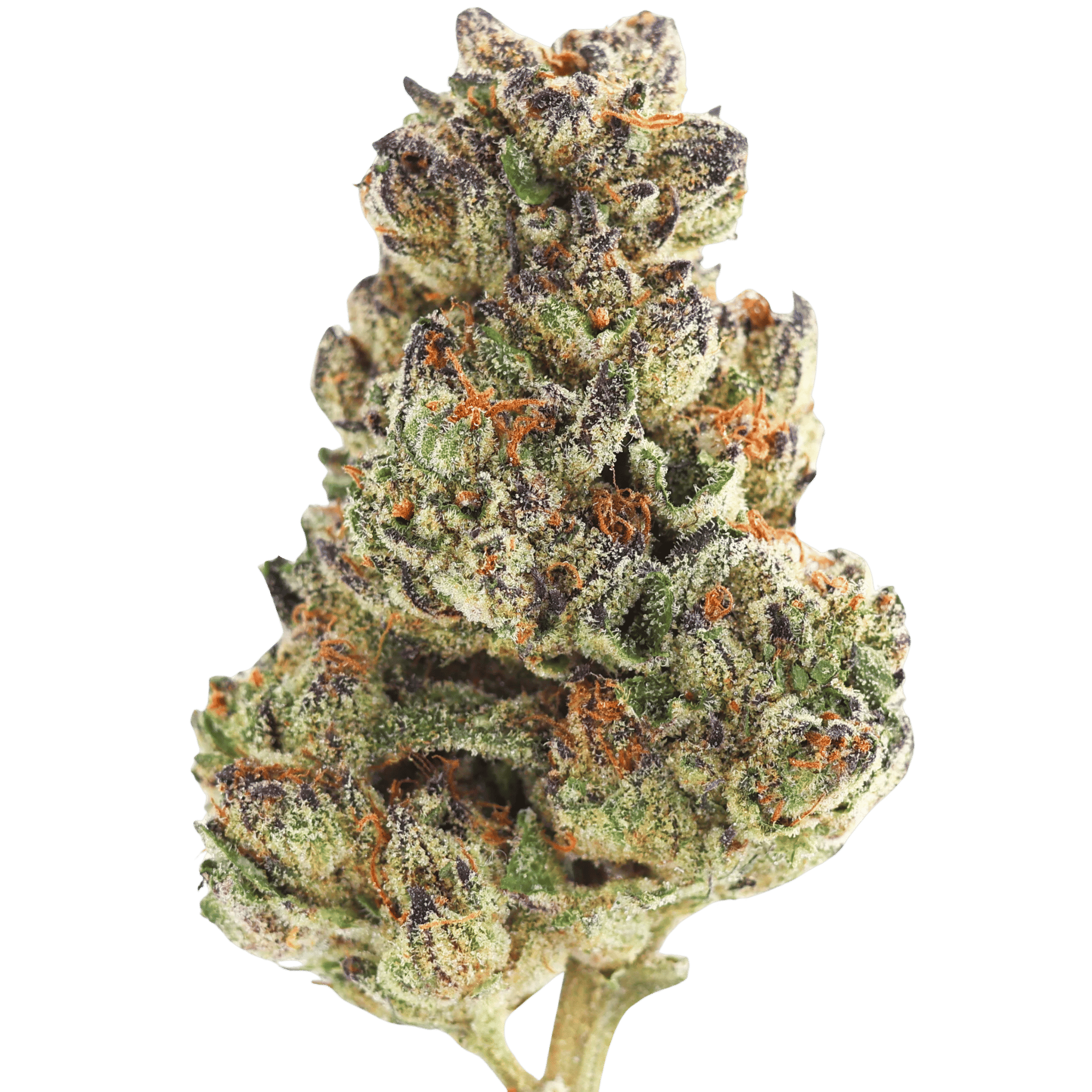 Mf - Lavender Frost