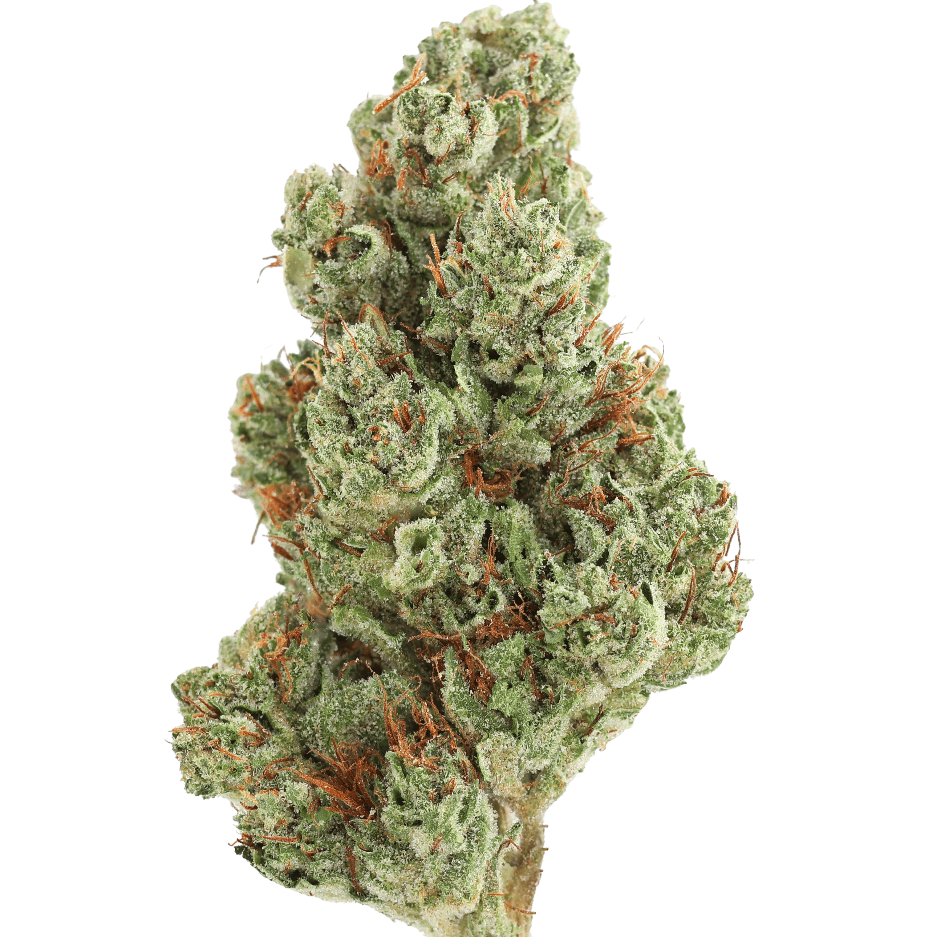 MF - MOTORBREATH OG - 5 GRAMS