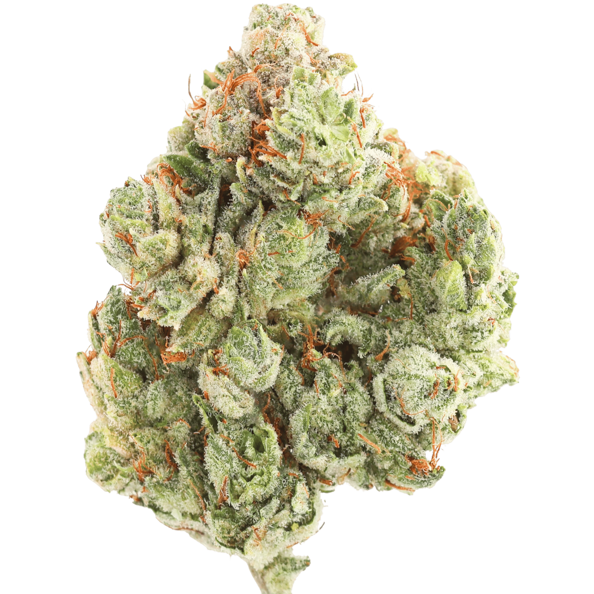 LAW - GORILLA #4 - 10 GRAMS