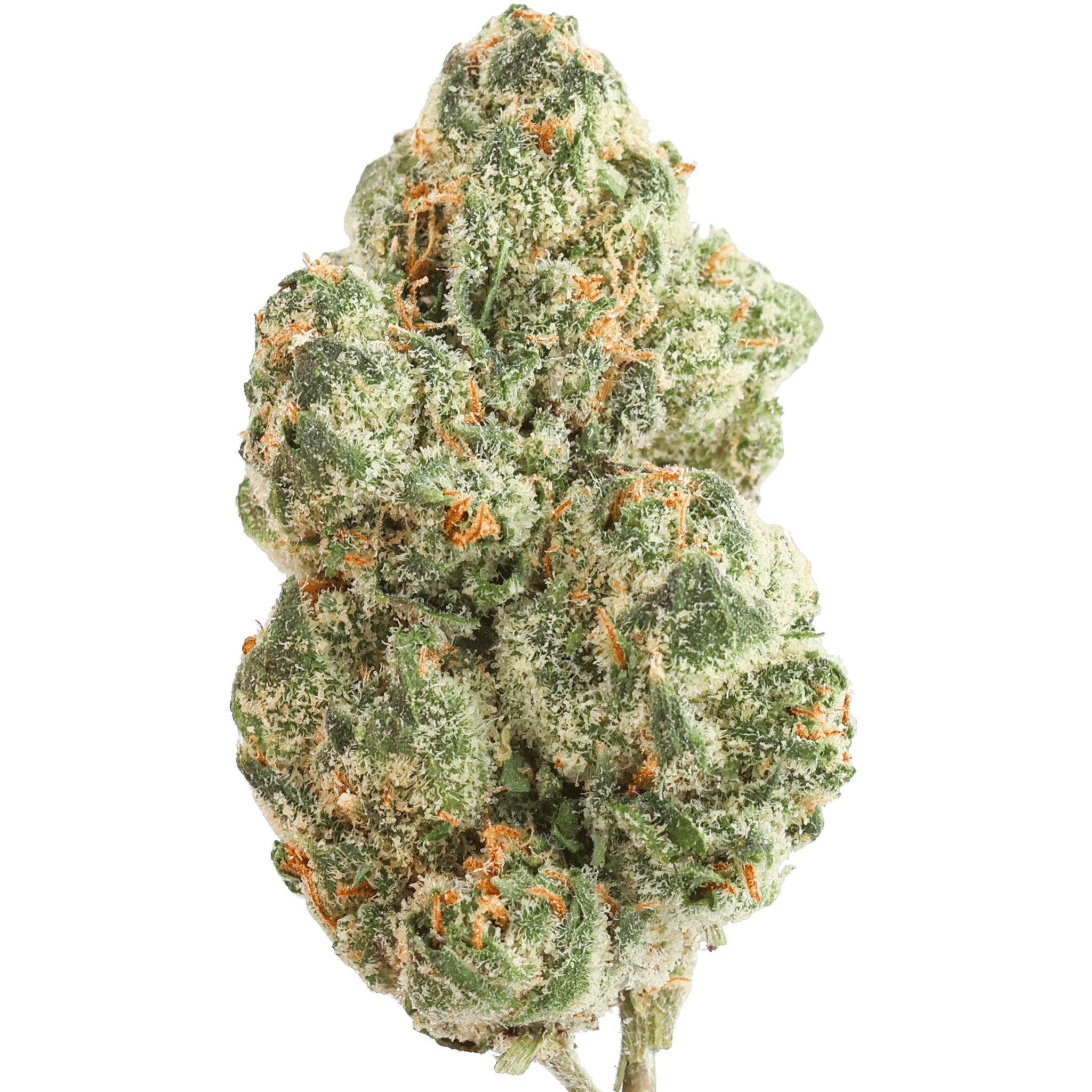 Csllc Gelato #33
