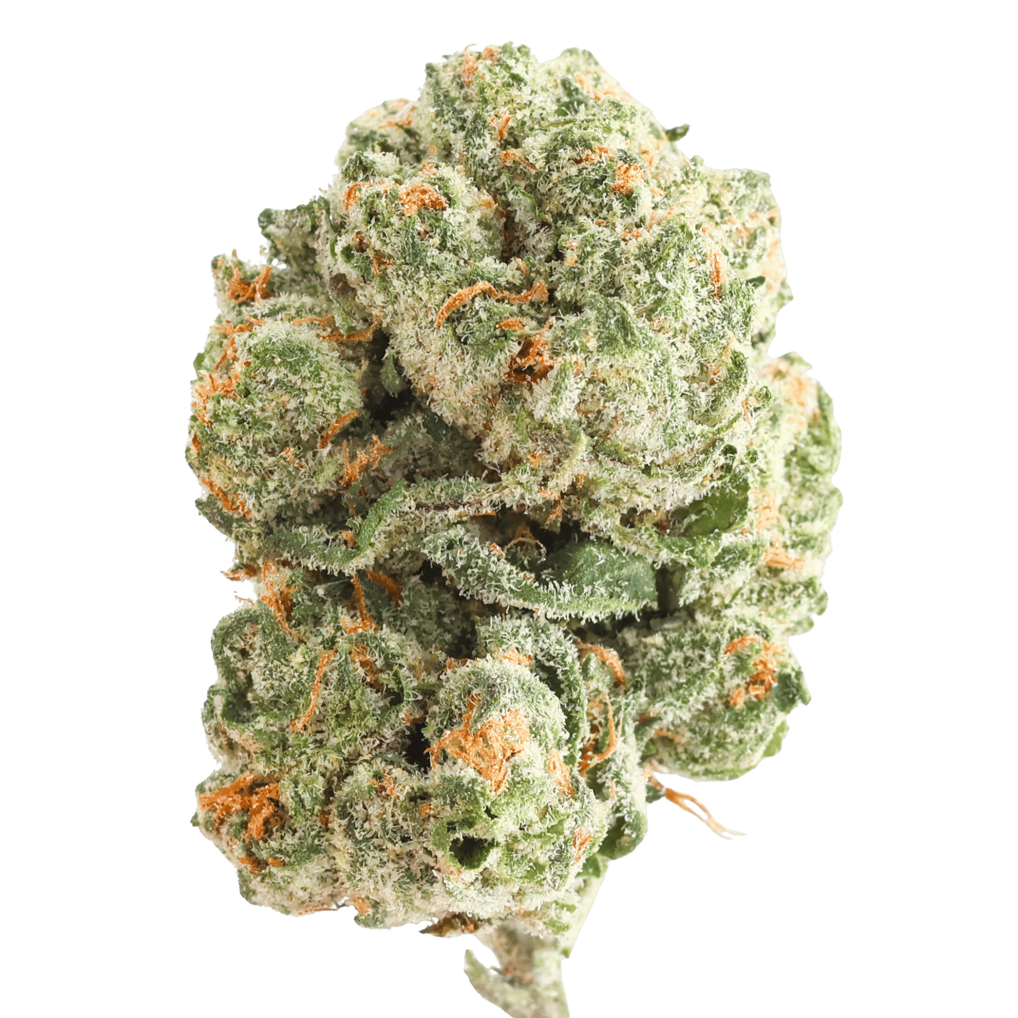 GH - SUGAR TARTZ - 5 GRAMS