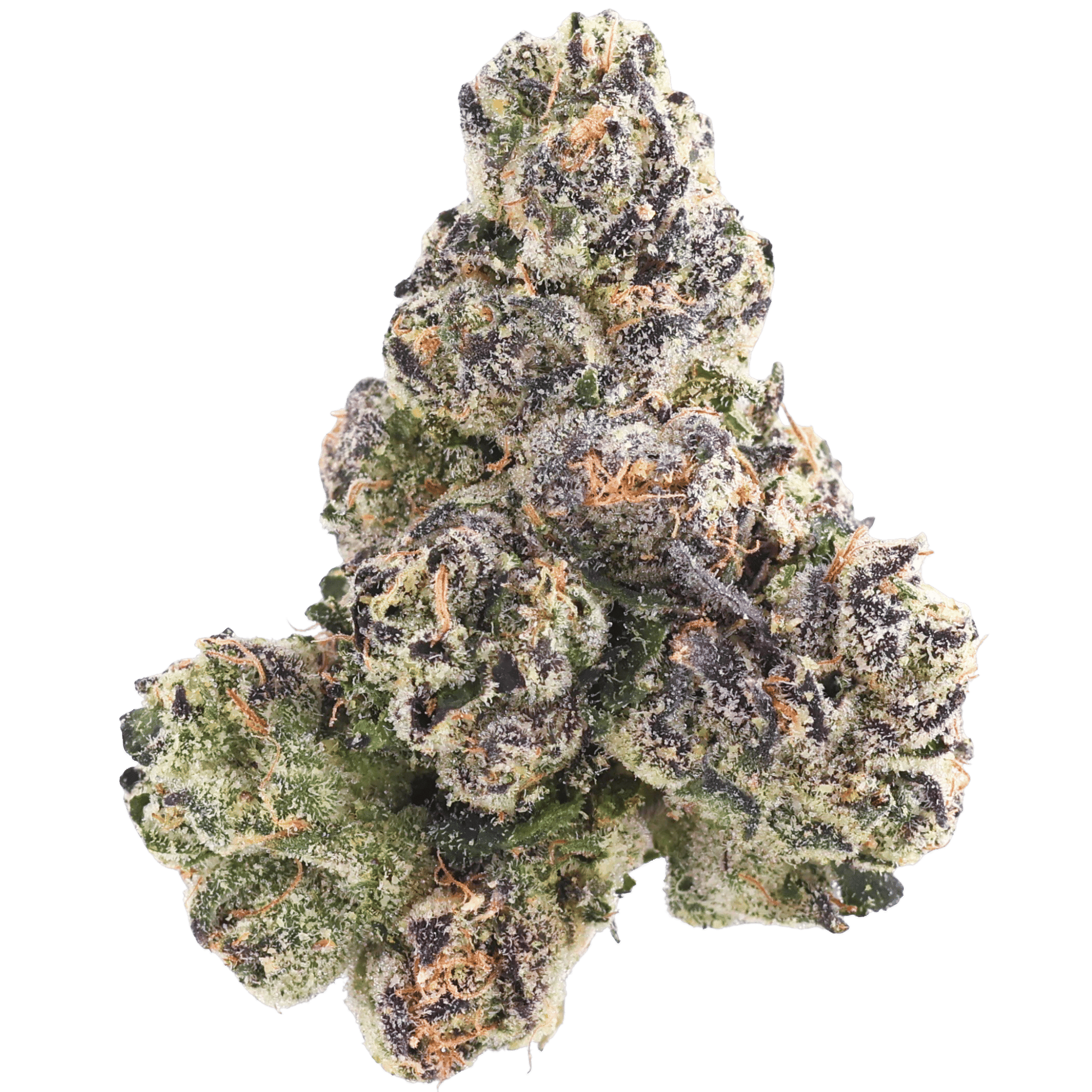 MVN P - HIMALAYAN GLUE - 10 GRAMS