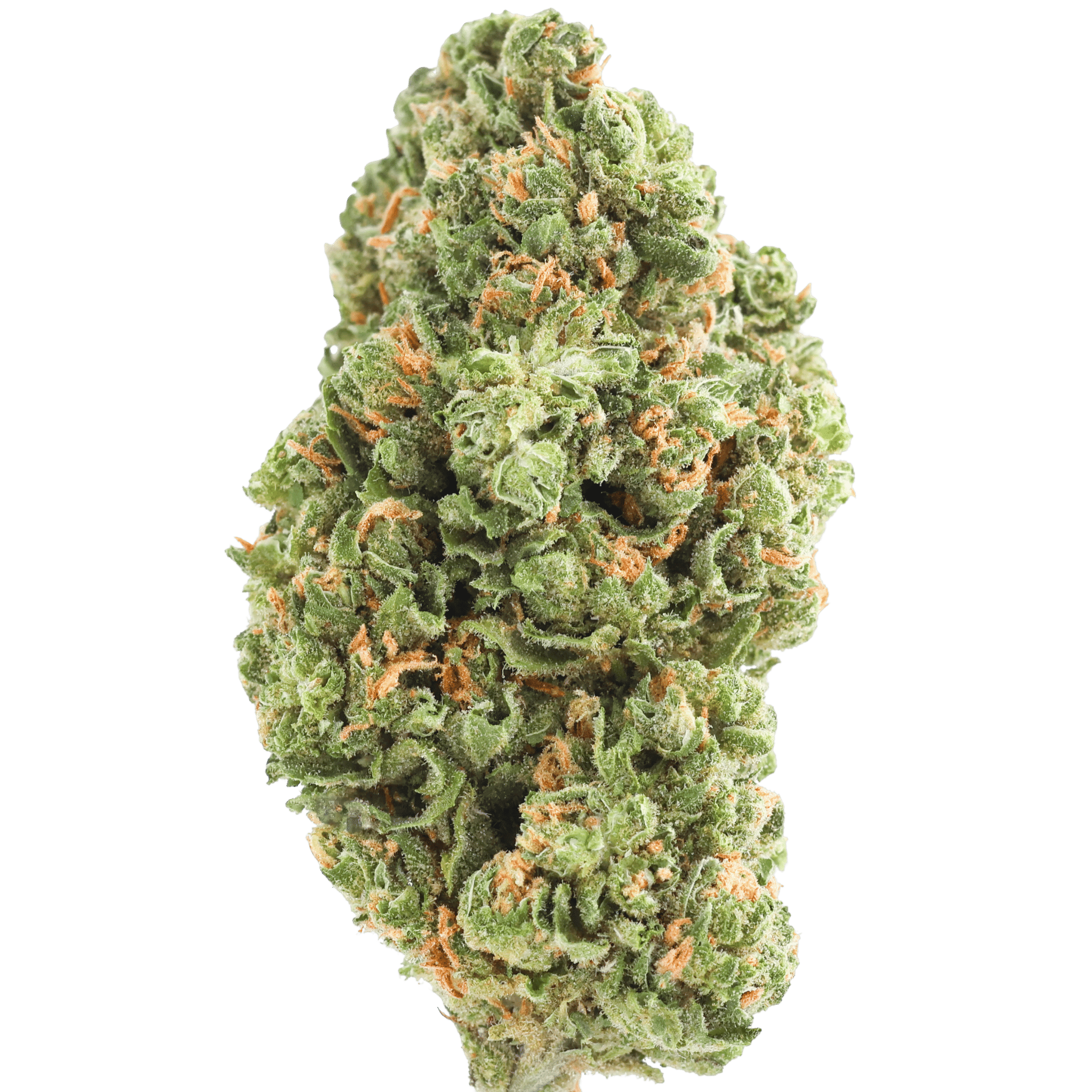 GSC -: Jack Herer