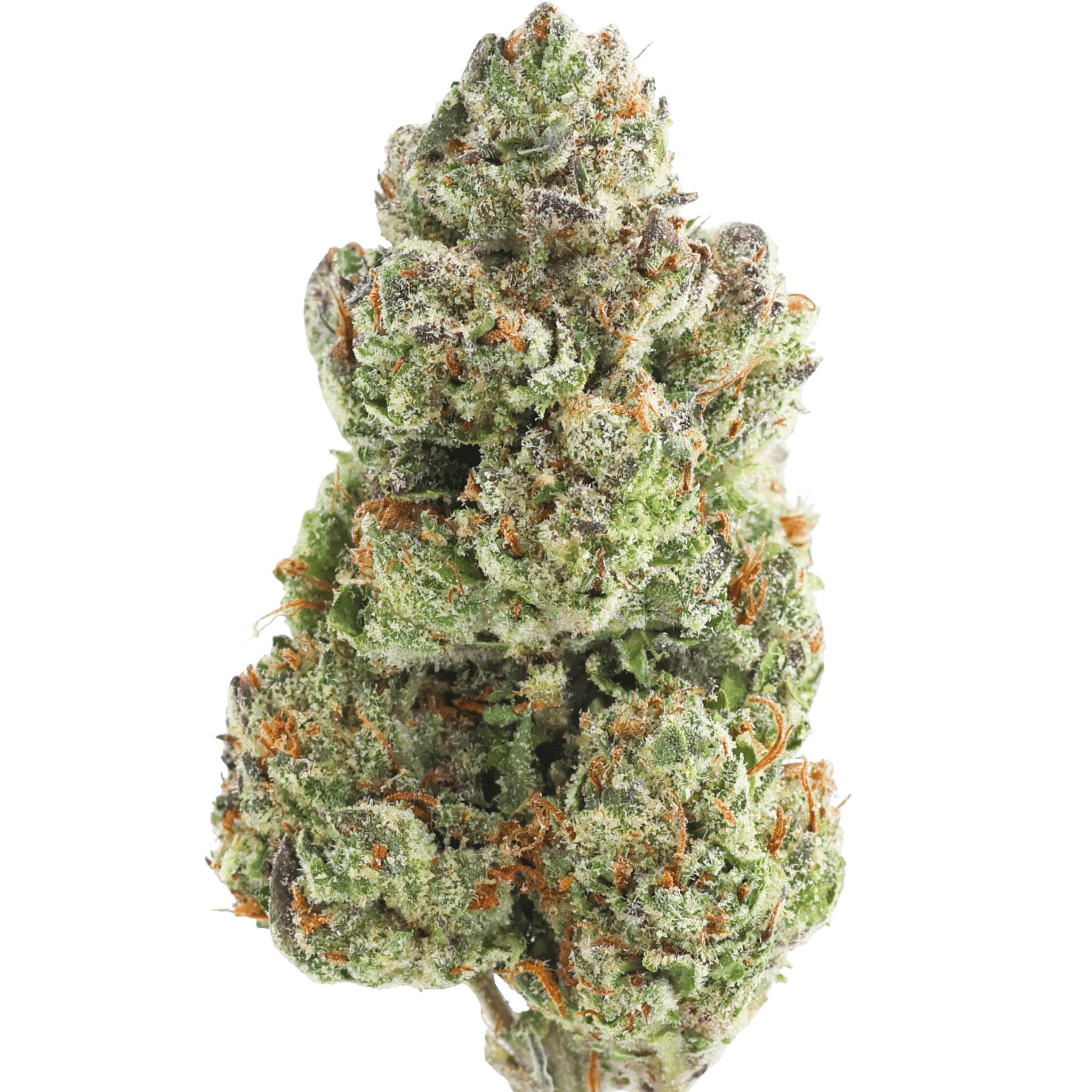 MF - JET FUEL GELATO - 28 GRAMS