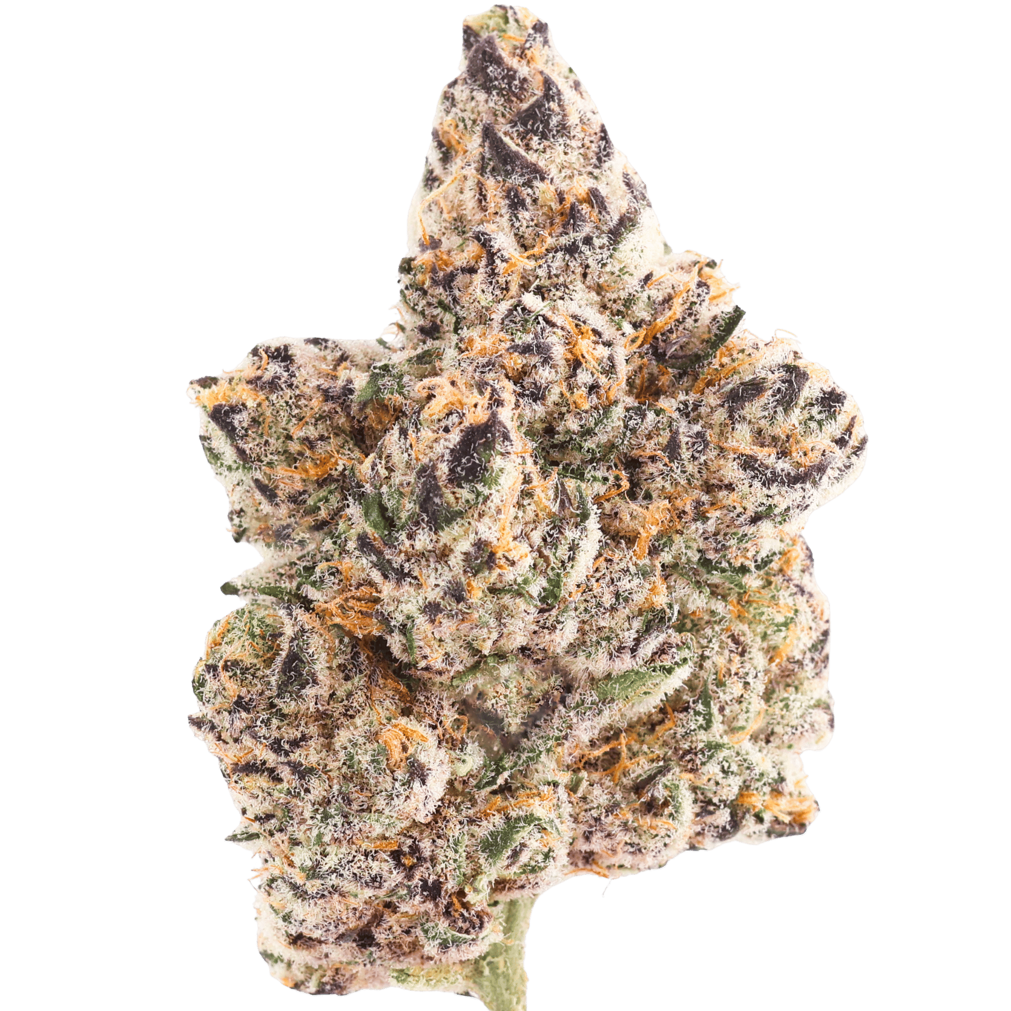 JS - LOTUS RESERVE - 5 GRAMS