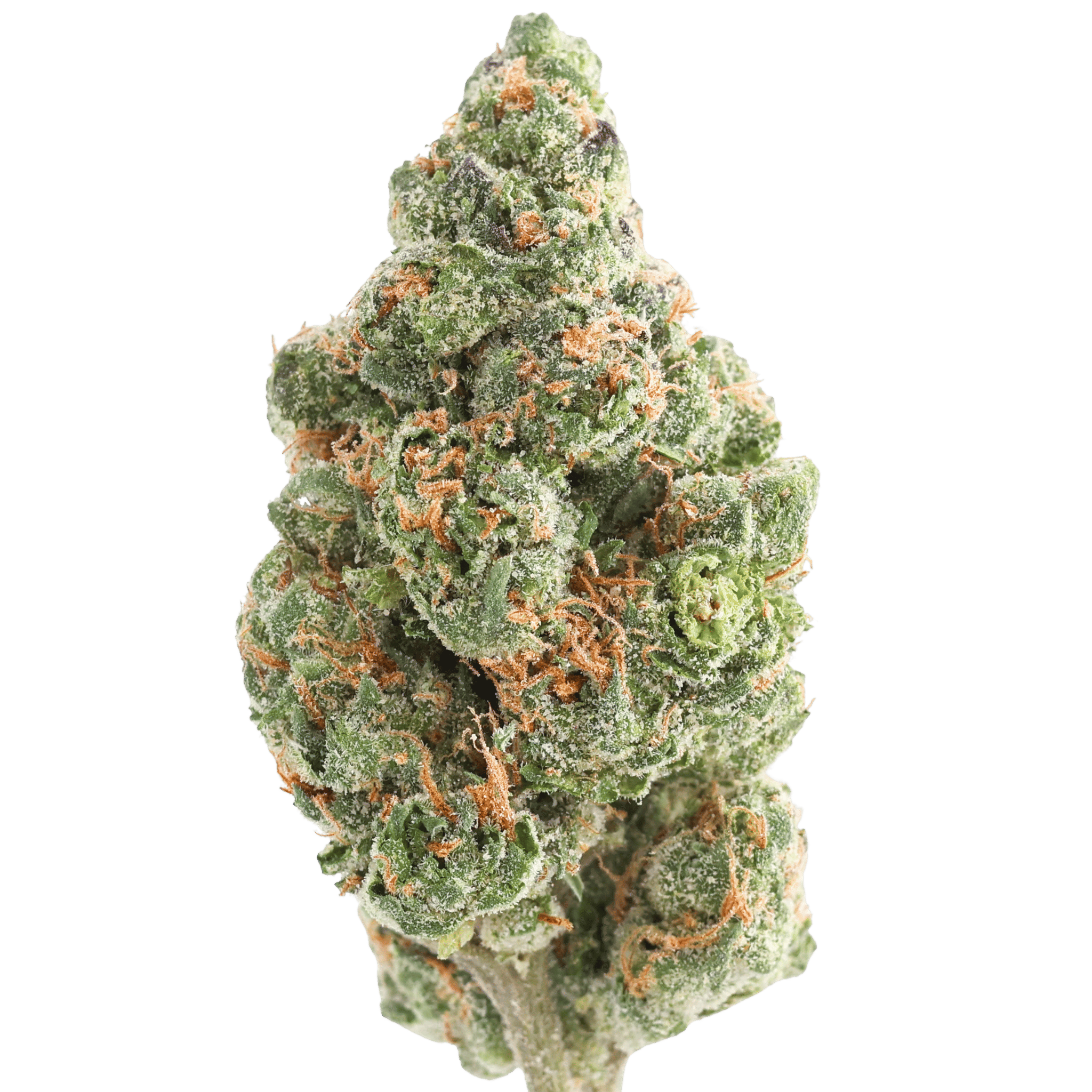 GH - LEMON CHERRY SHERBERT - 28 GRAMS