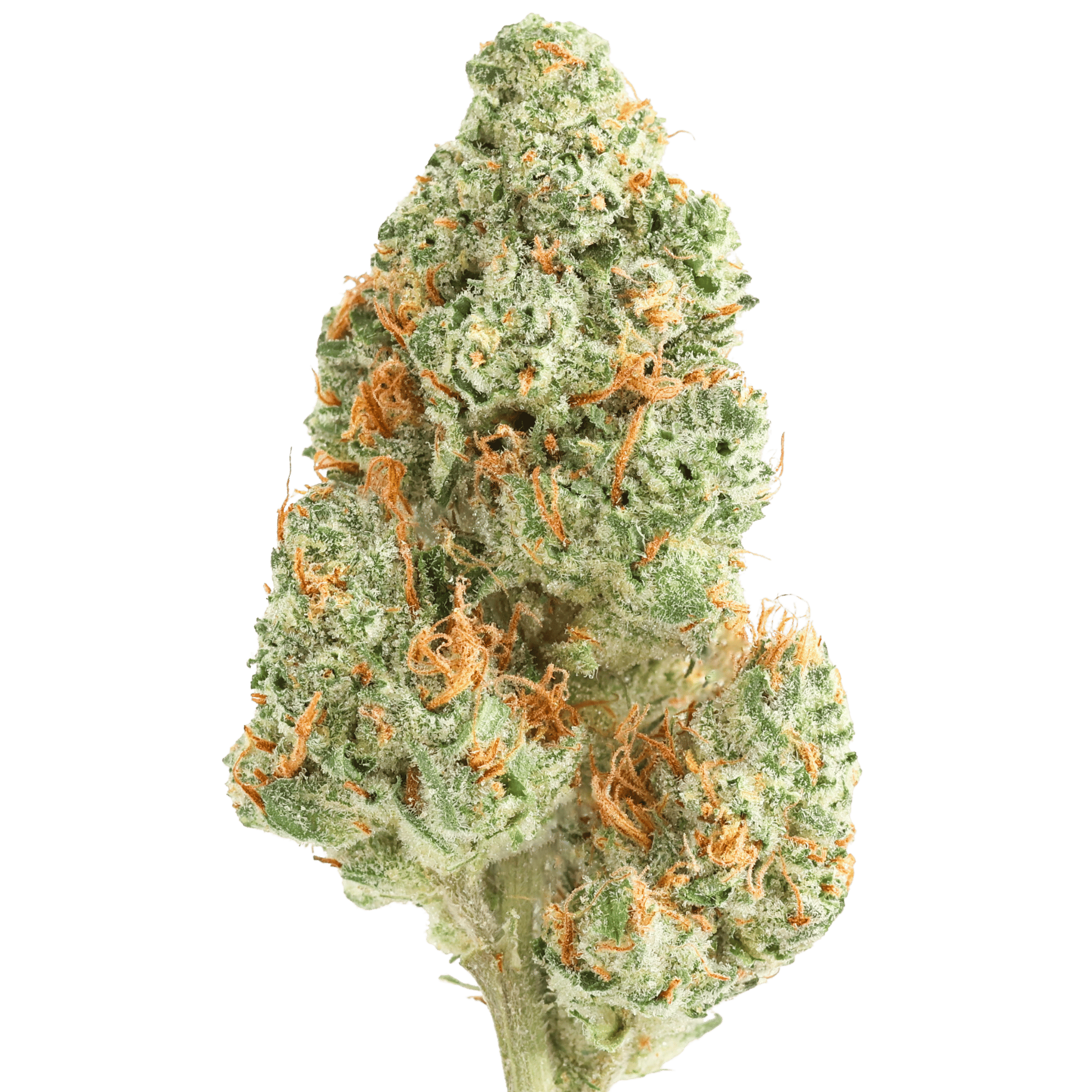 GH - BLACK GARLIC GELATO - 5 GRAMS