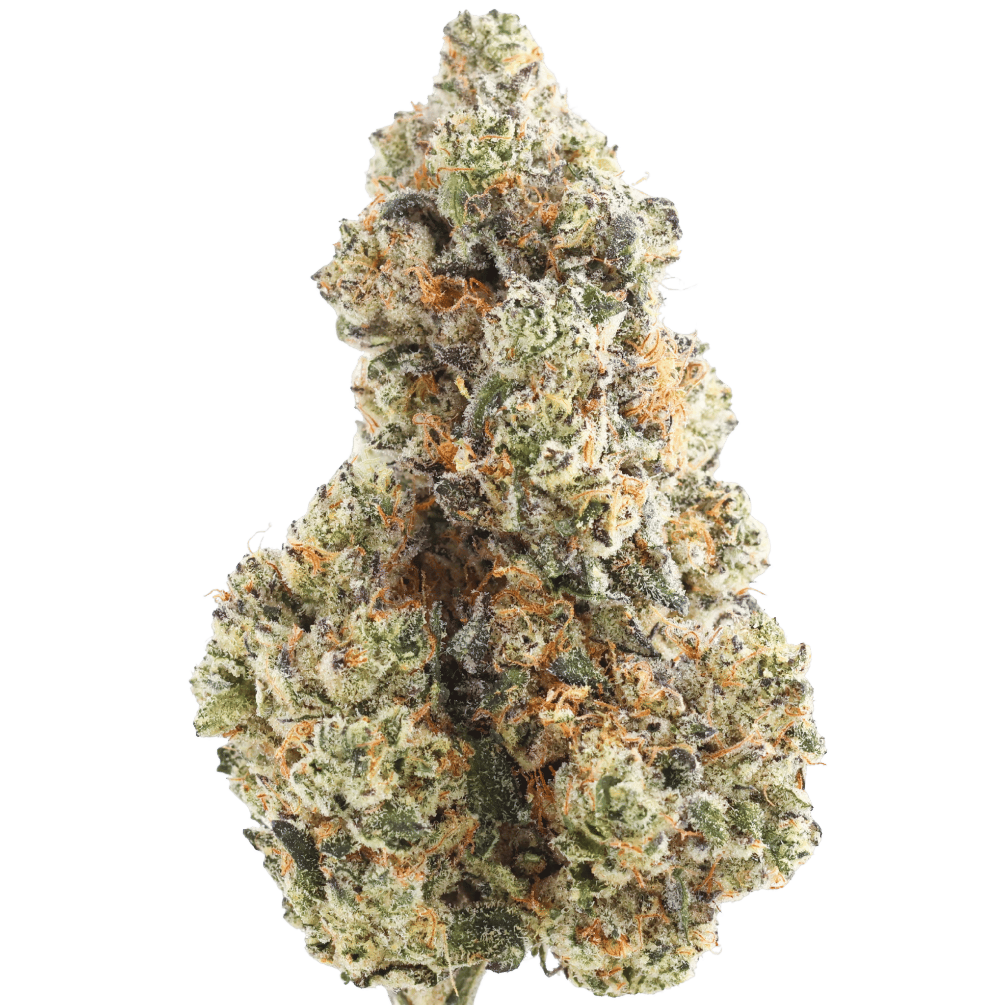JS - NEW MONEY - 5 GRAMS