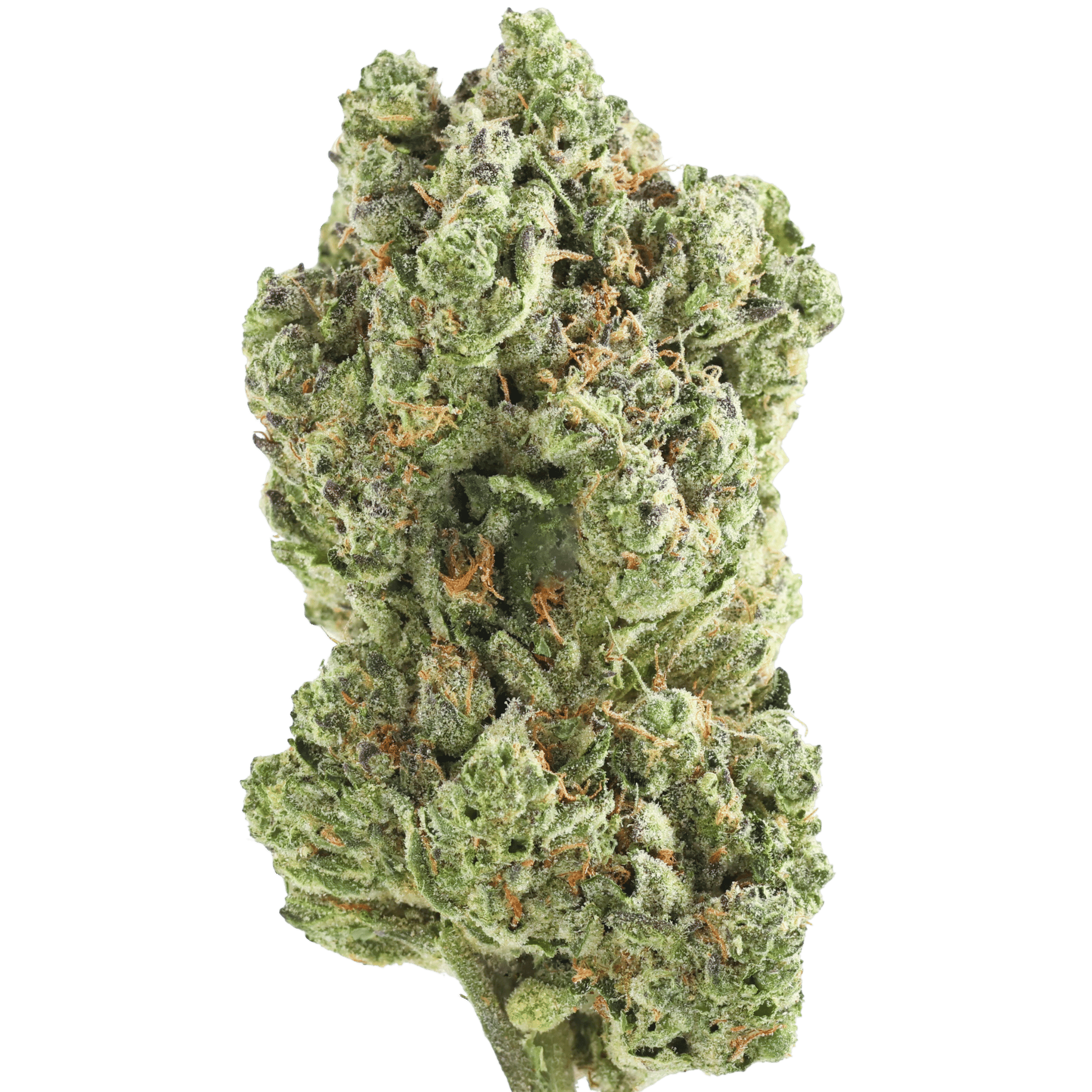 GSC - DRAGON MINT CHIP - 5 GRAMS