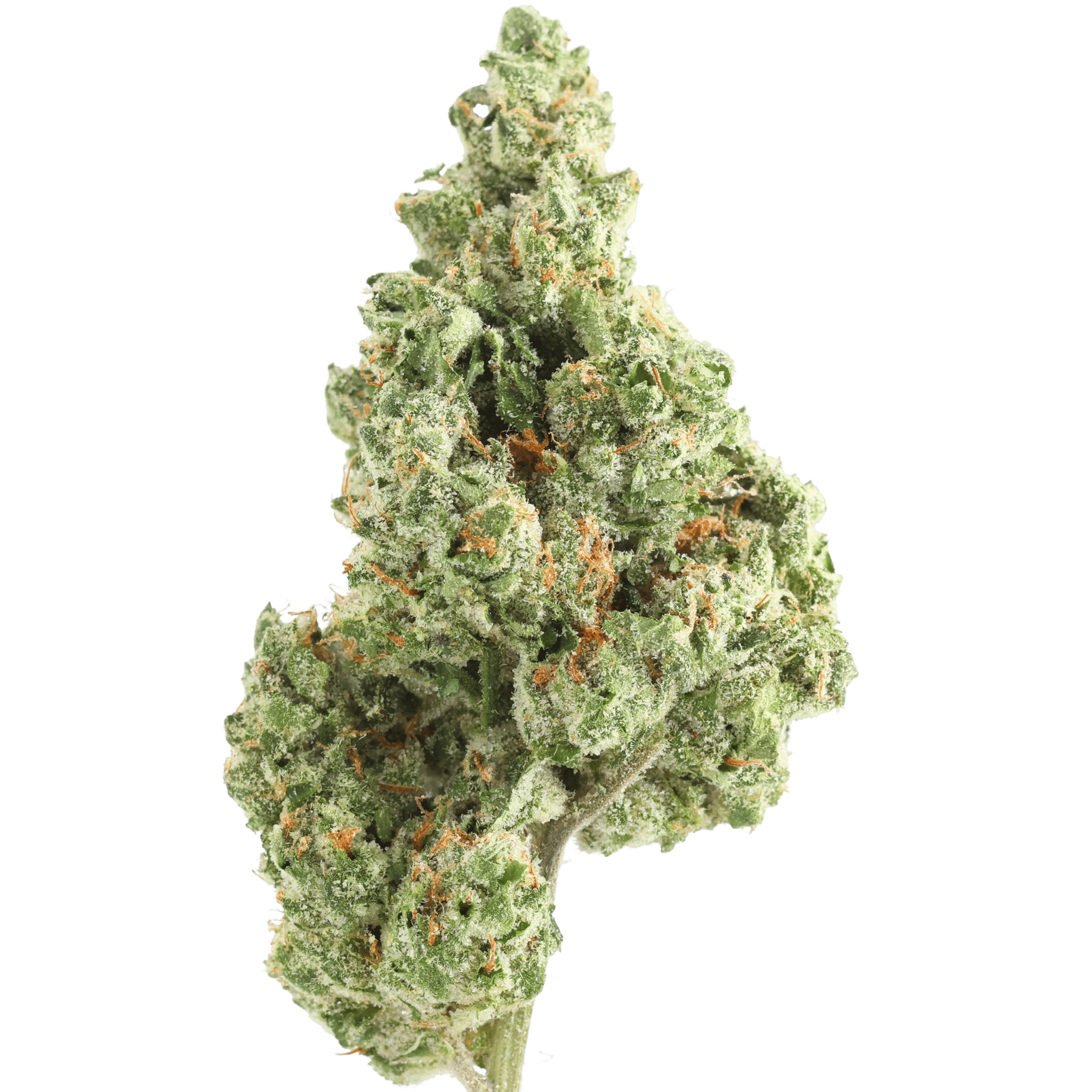 GH - GMO COOKIES - 5 GRAMS