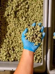 NTH Farms - Bulk Flower (smalls) - La Push Pop cannabis product