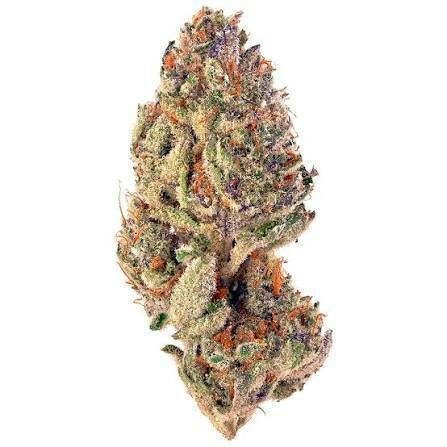 One Garden - Bulk Flower - Pinnacle