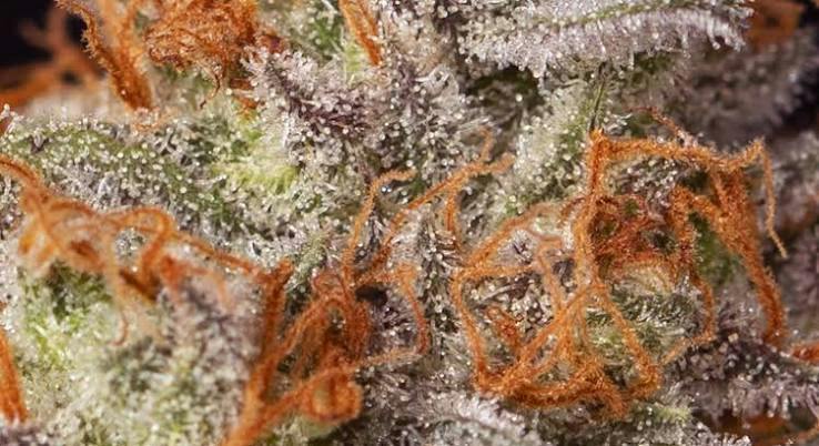One Garden - Bulk Flower - The Menthol