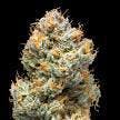 Tru Smoke - Bulk Flower - Crunchberries