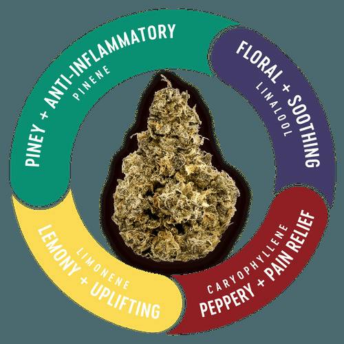 Vivid: Flower | Florida Kush