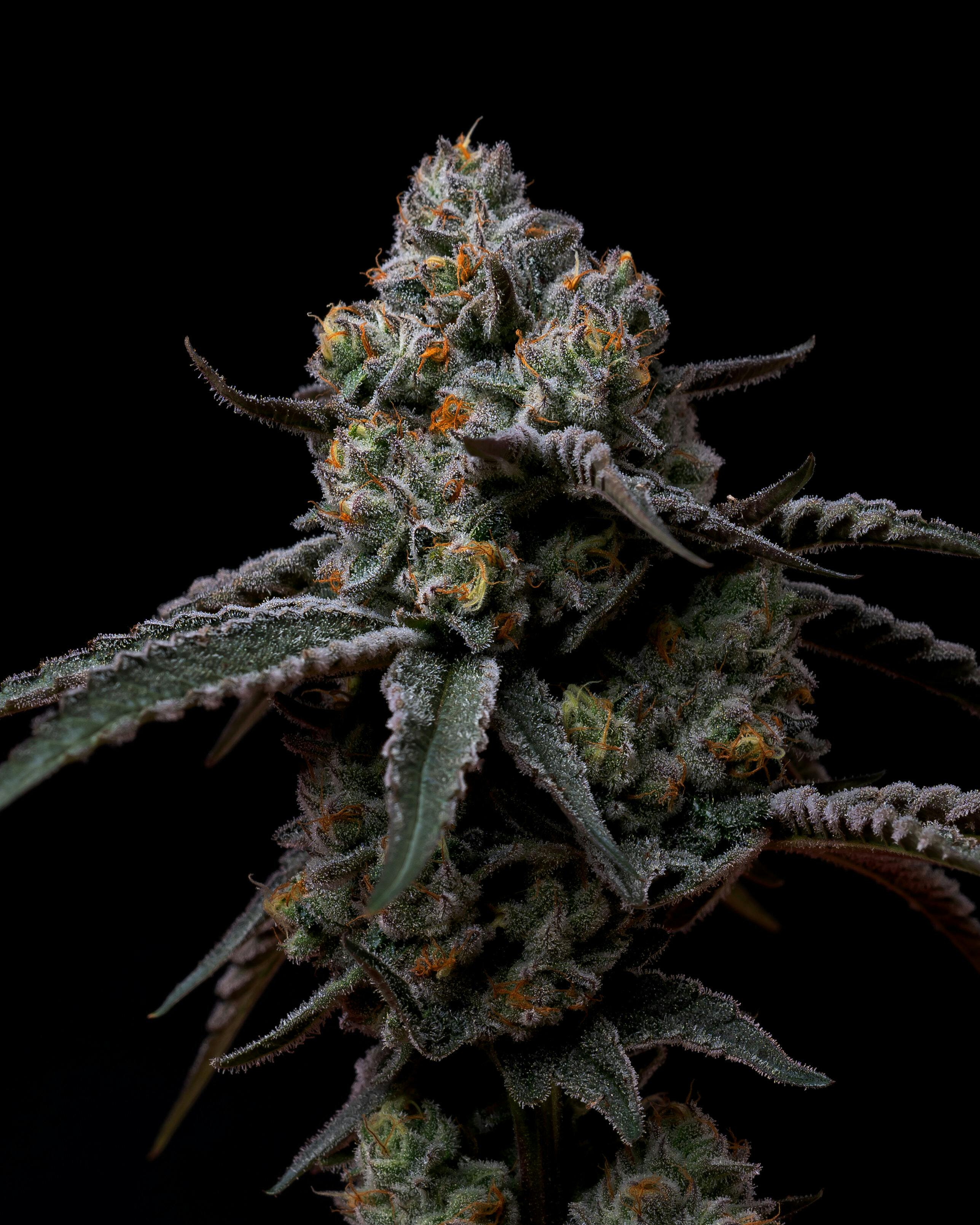 Nuthera: Popcorn Flower | Spritzer