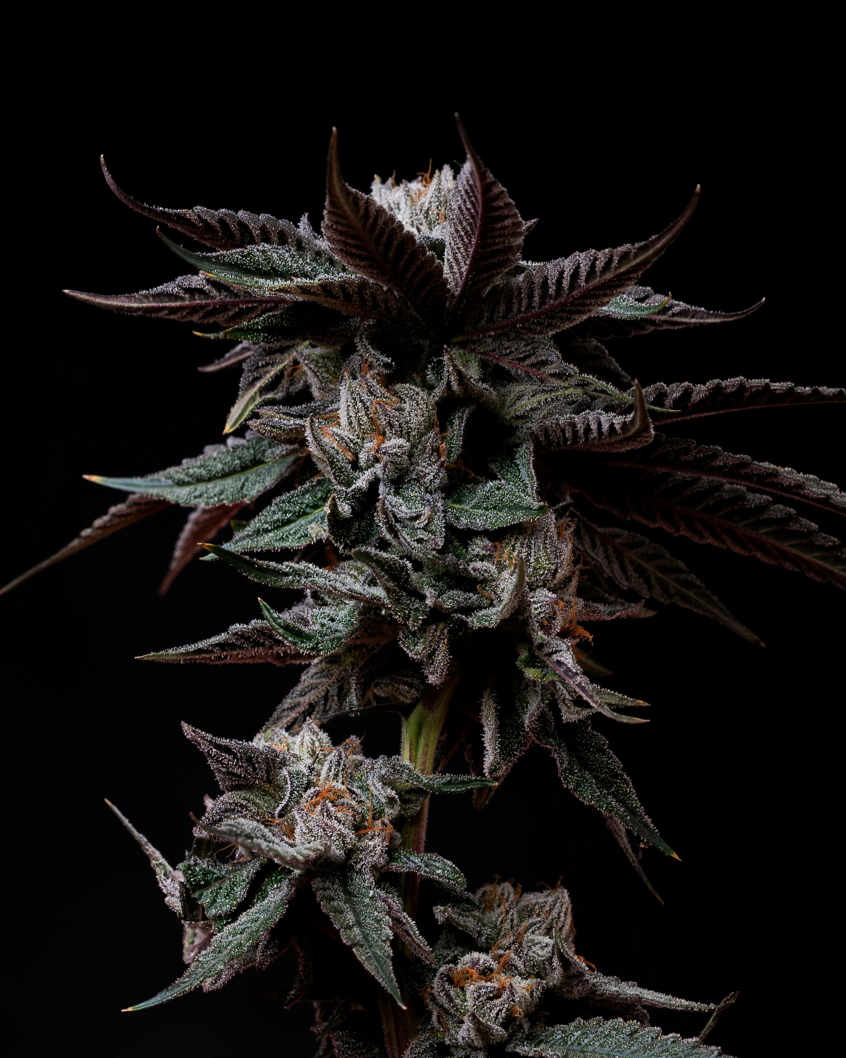 Nuthera: Popcorn Flower | Apple Tartz