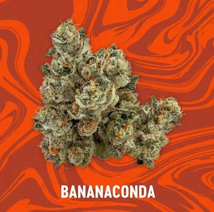 Vivid: Popcorn Flower | Bananaconda cannabis product