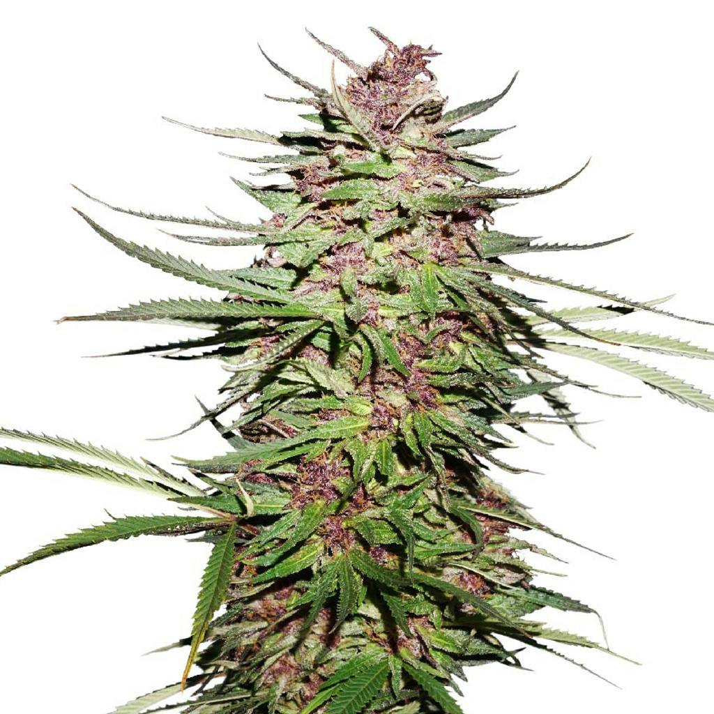 Dutch Passion - Purple #1 Seeds (Feminized) - Hybrid - 5 Pack
