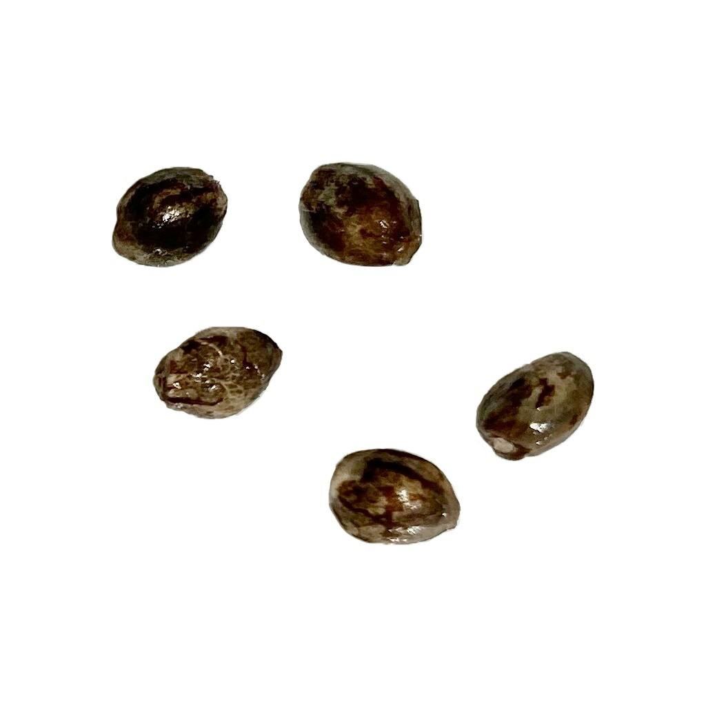 Autoflower Breeder's Club - Cali Orange Sherbet CBD:THC 1:1 Autoflowering Seeds - Sativa - 5 Pack