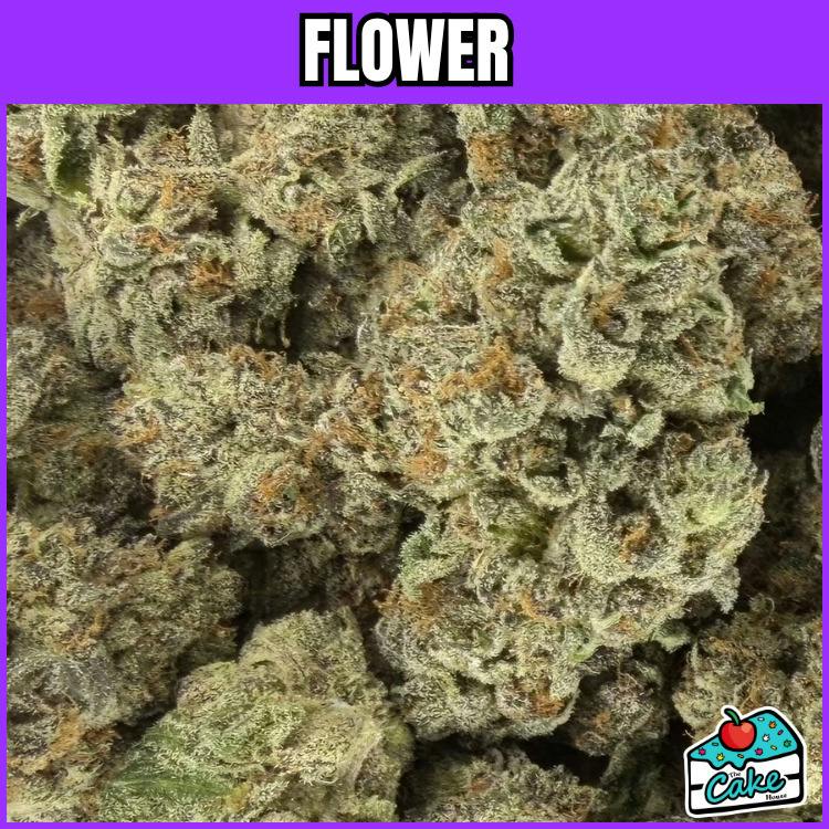 Mitten Canna - Flower - Rock Candy