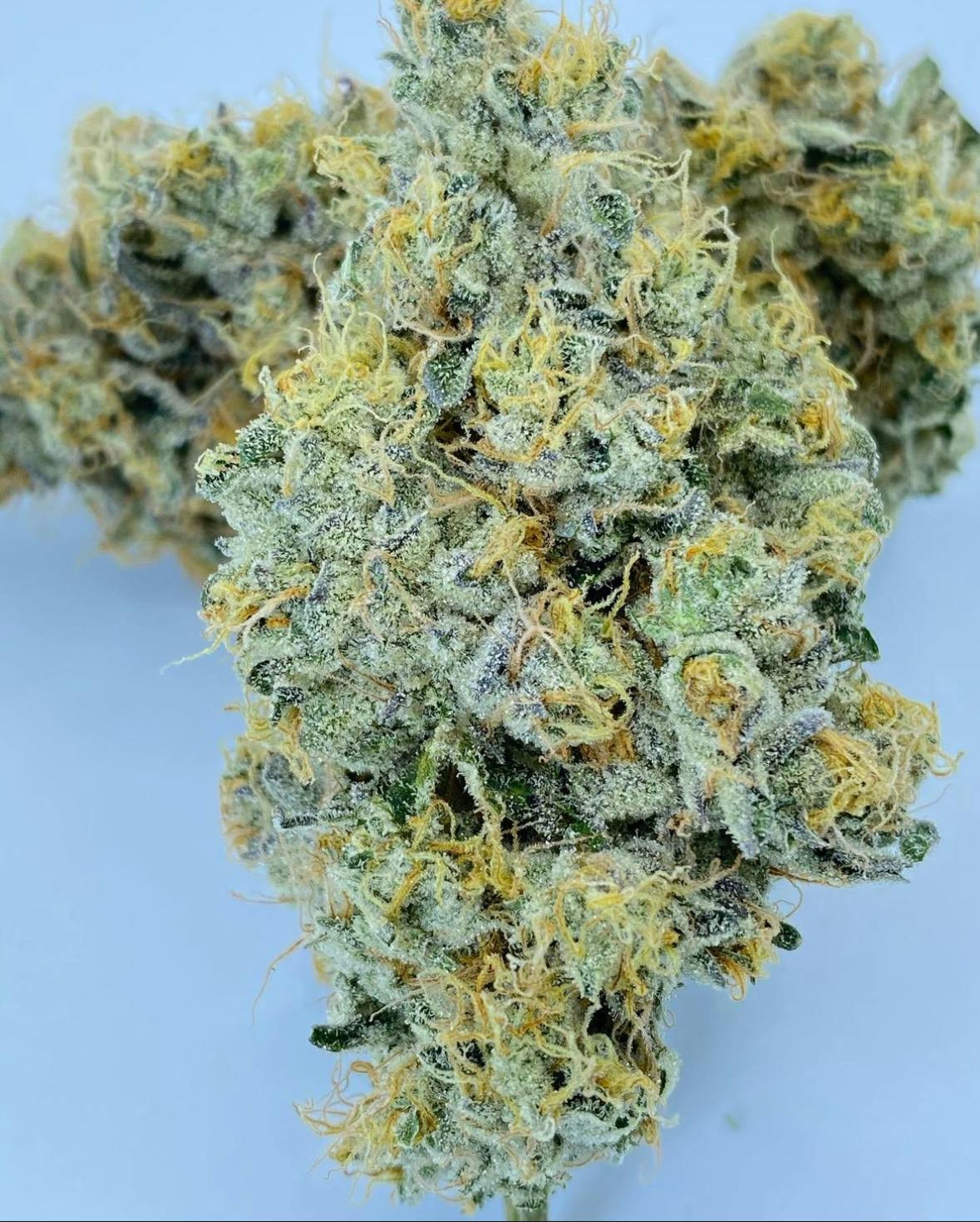 Sticky Satus | Royal Wedding Cake | Big Buds | 3.5g by Sticky Status