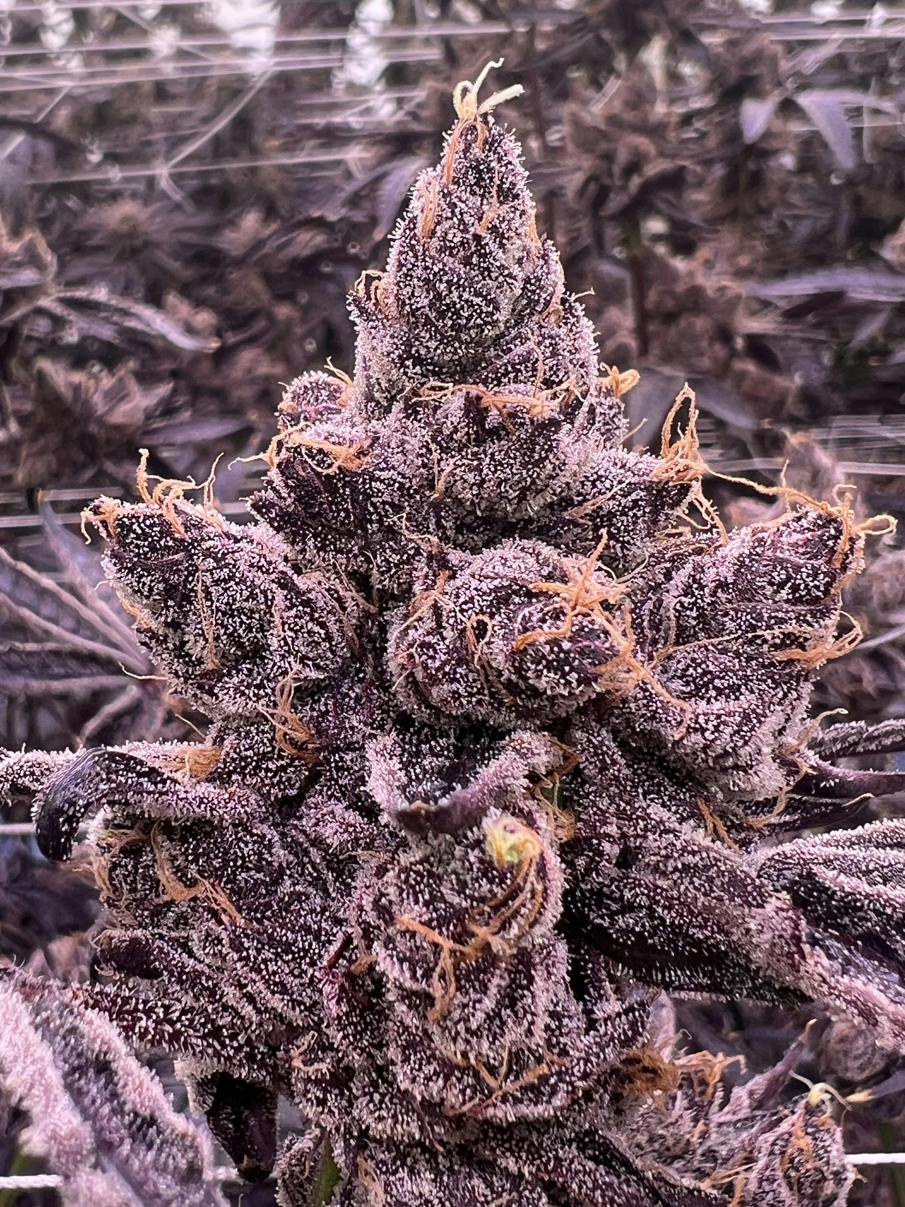 Sticky Status | Queen Bee | Big Buds | 3.5g