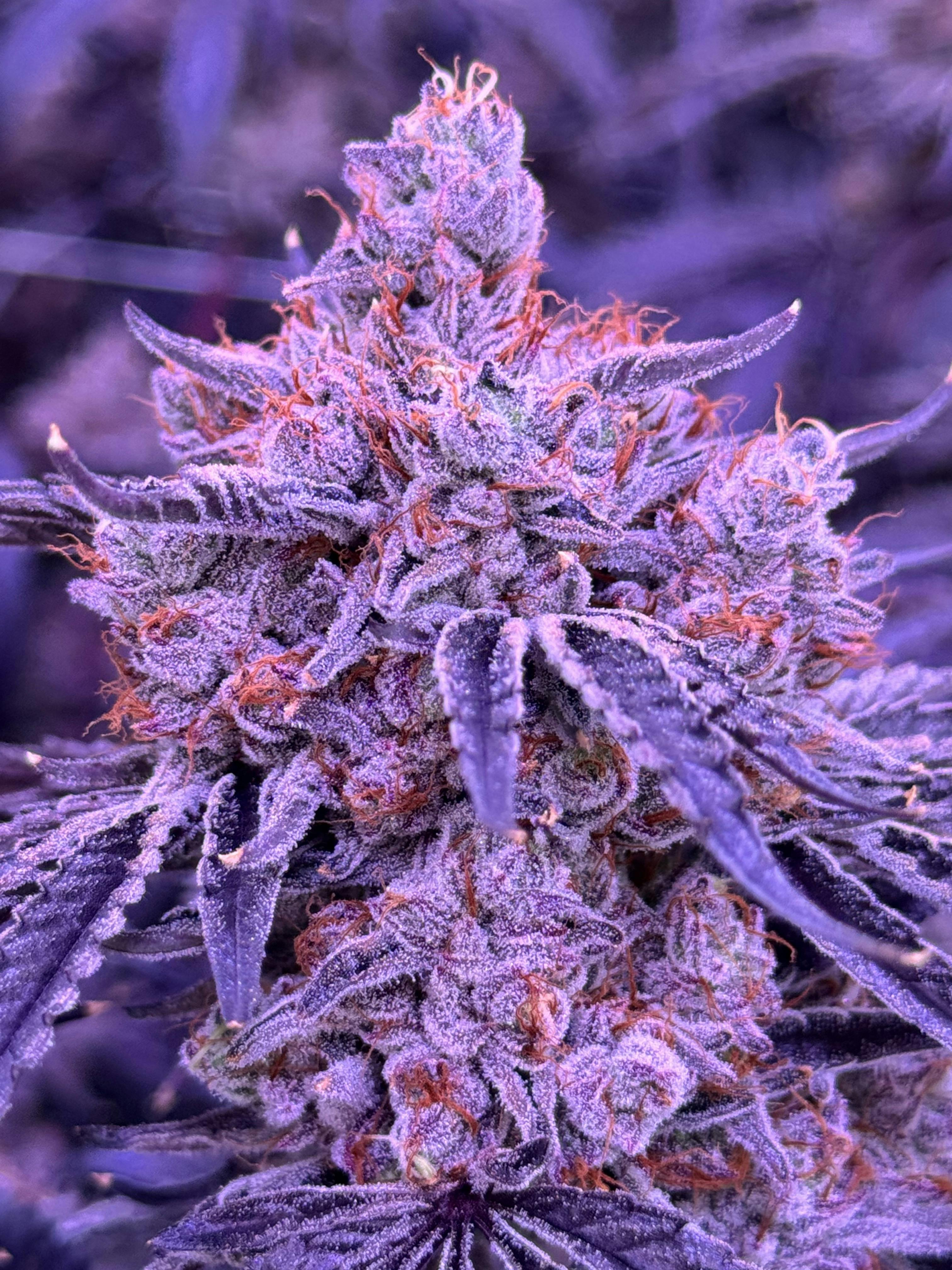 Sticky Status | Lemon Cherry Blossom | Big Buds | 3.5g by Sticky Status