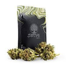 SATTVA — Jack Herer