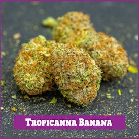 NOKHU | Tropicana Banana | Bud