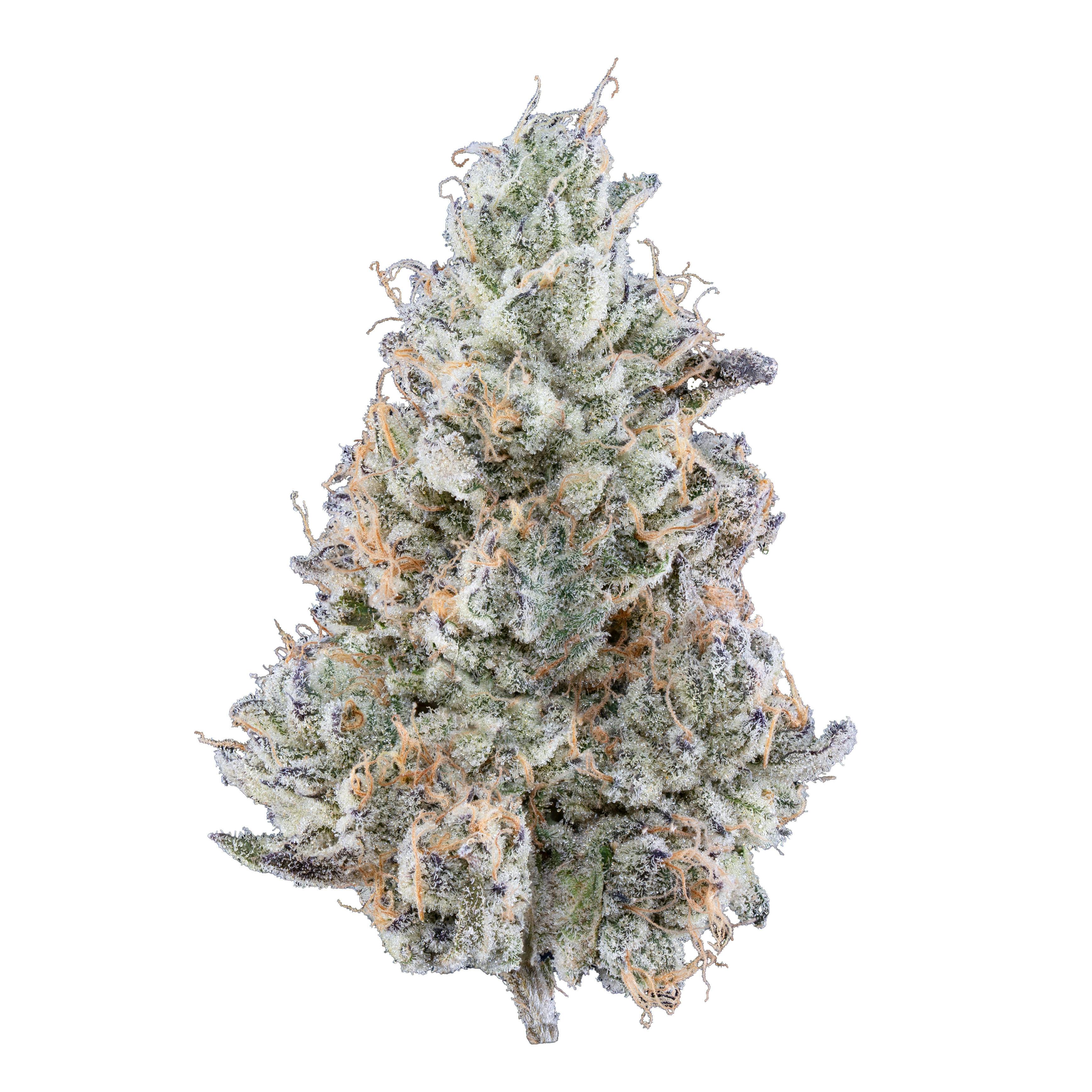 Green Dot | Quarters | (H) Jalapeno