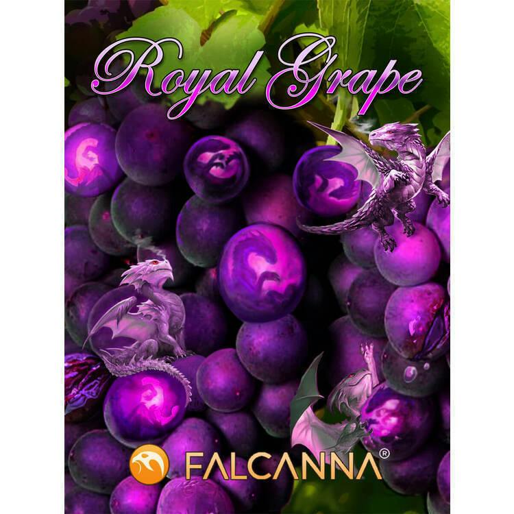 Falcanna Flower Royal Grape 1g