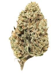 Jungle Scout - Osage