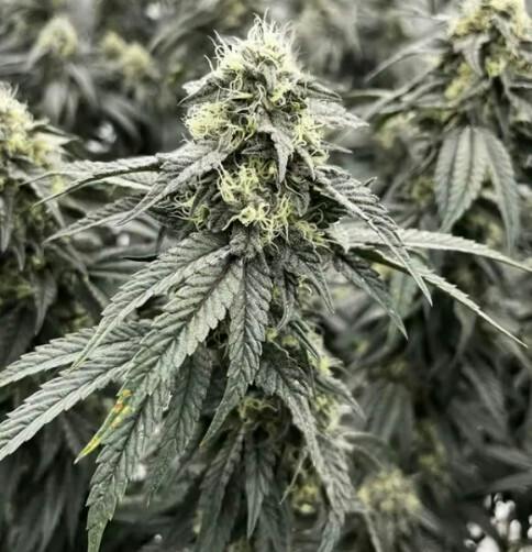 Granny Candy | Big Buds | 3.5g by RYTHM